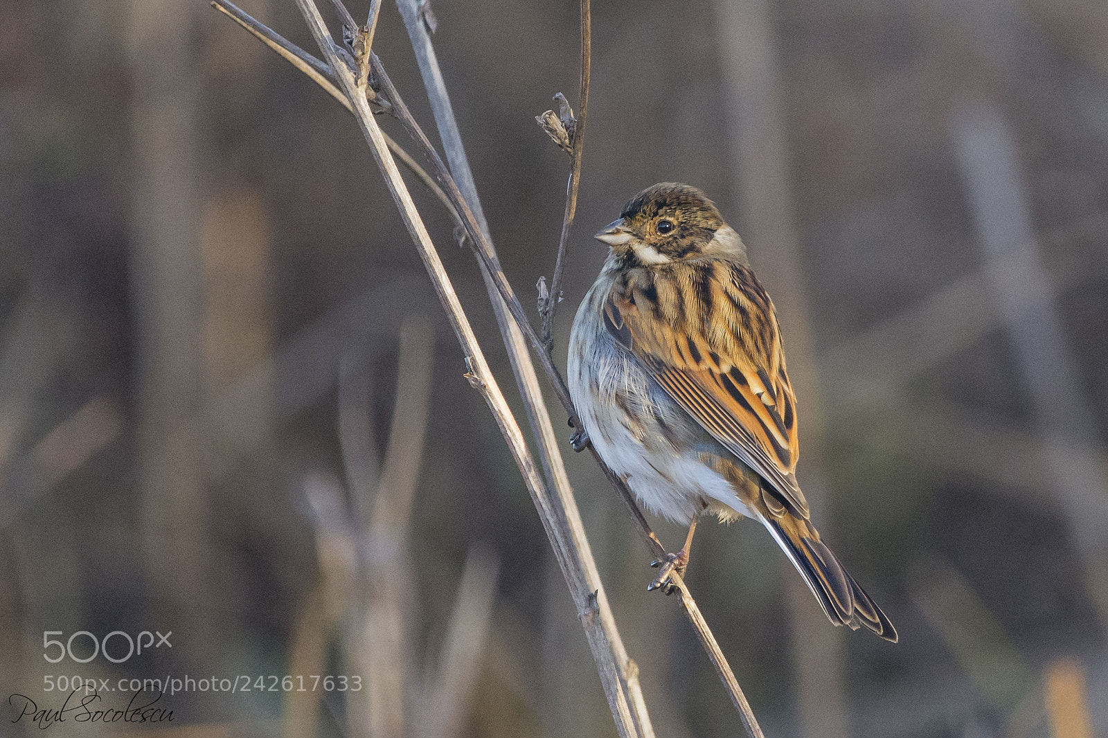 Nikon D7100 sample photo. Common reed bunting photography
