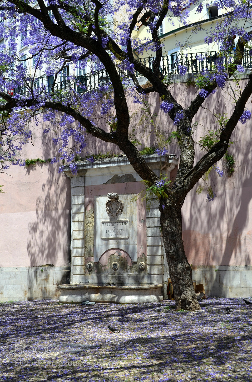 Nikon D5100 sample photo. Jacaranda photography
