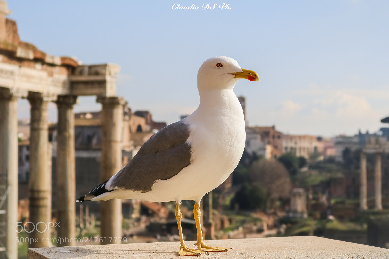Canon EOS 750D (EOS Rebel T6i / EOS Kiss X8i) sample photo. Animals in rome. photography