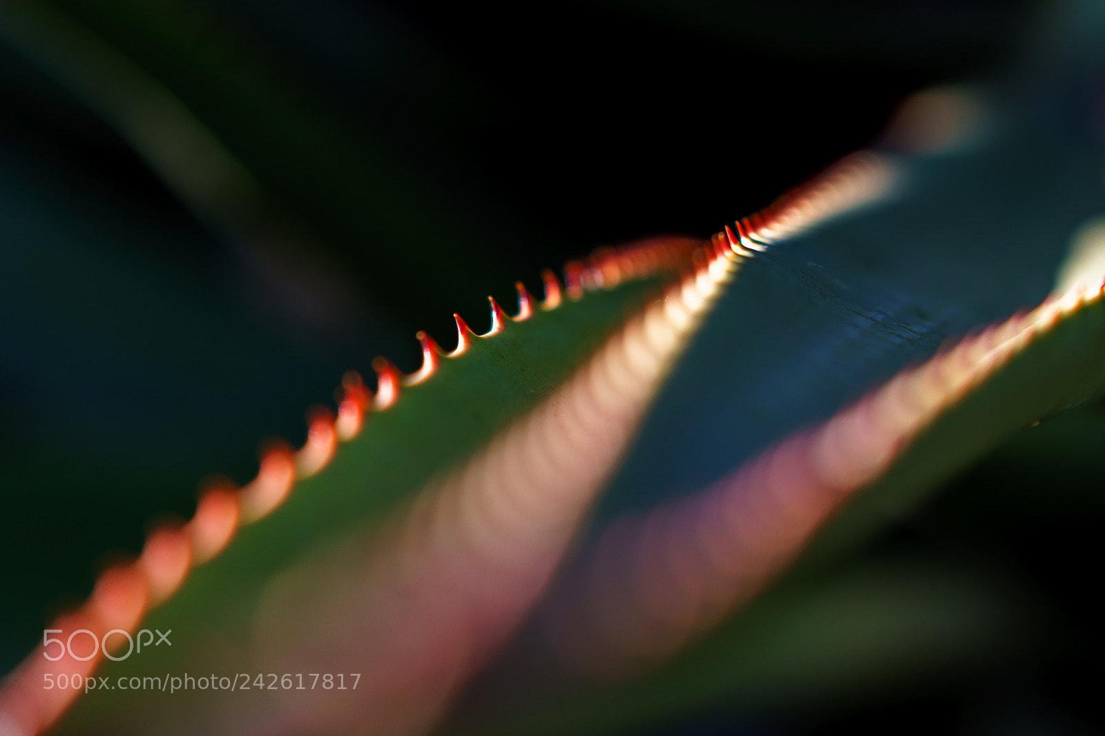 Sony a7 II sample photo. Harmless photography
