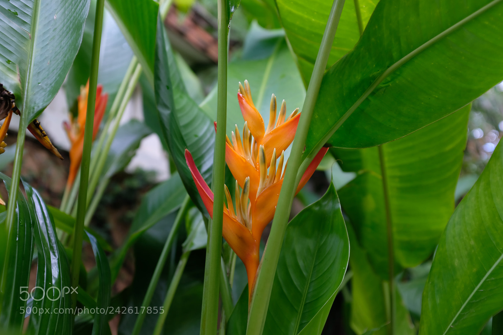 Fujifilm X100F sample photo. Untitled photography