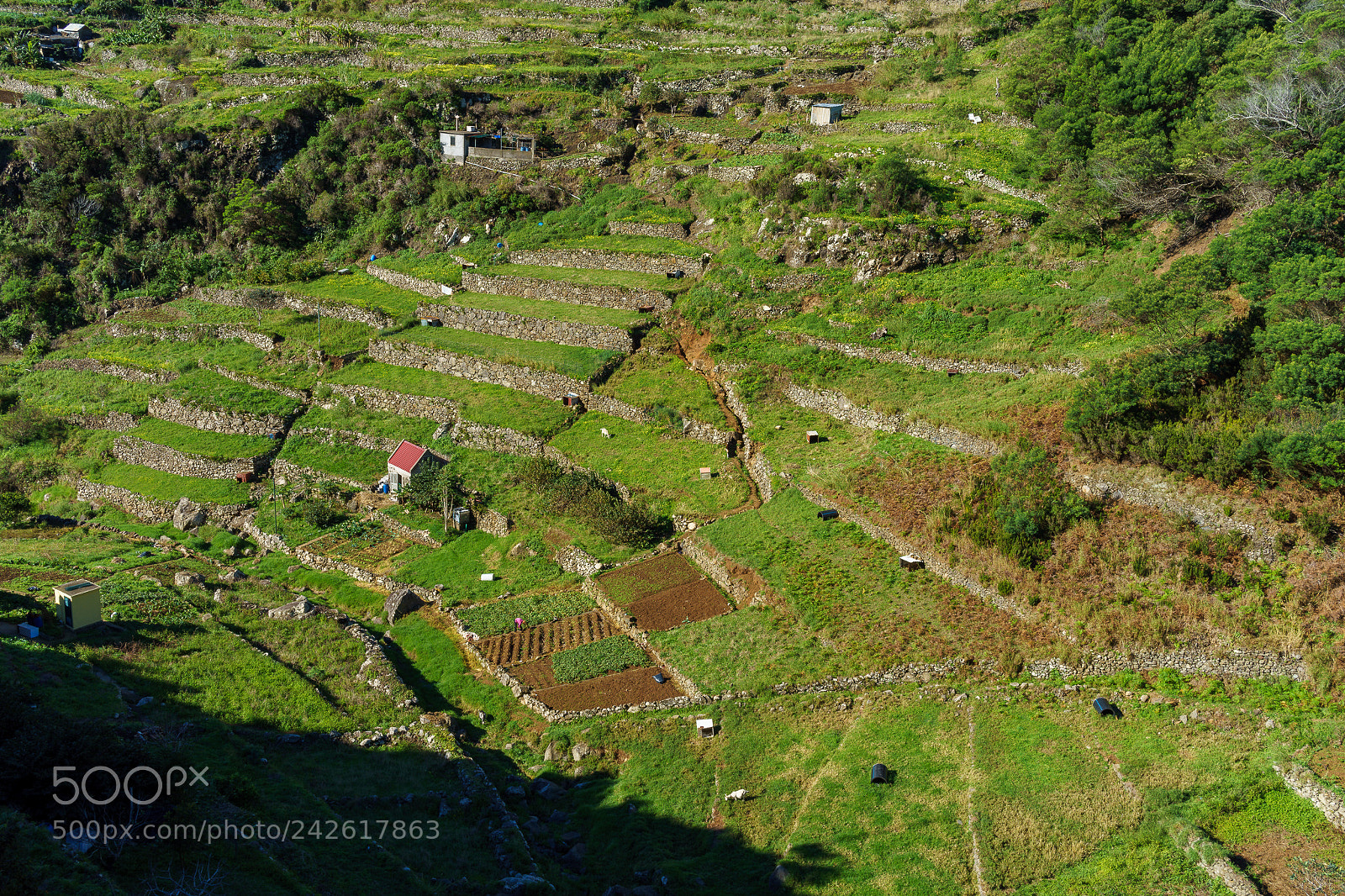 Sony a7 II sample photo. Agriculture in madeira photography