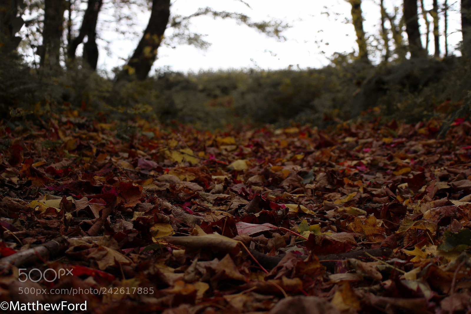 Canon EOS 100D (EOS Rebel SL1 / EOS Kiss X7) sample photo. Red leaves photography