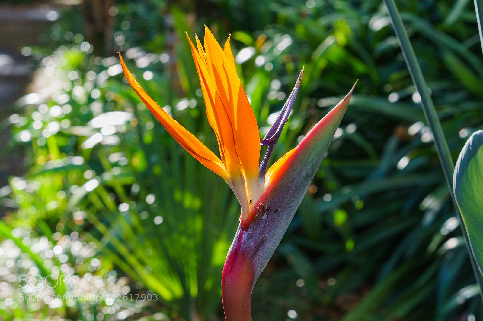 Sony a7 II sample photo. Strelitzia photography