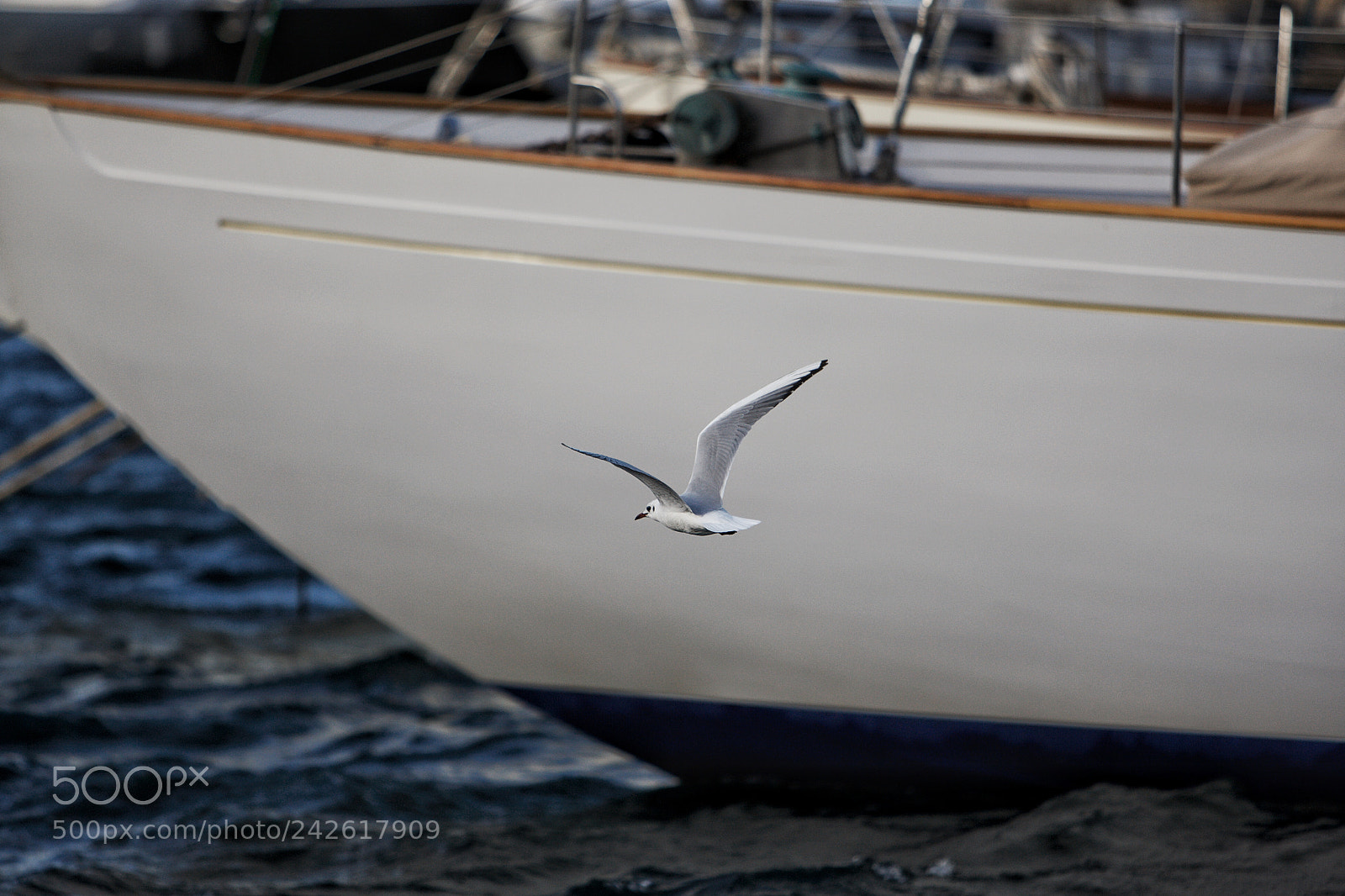 Canon EOS-1D Mark III sample photo. Seagull flying in the photography