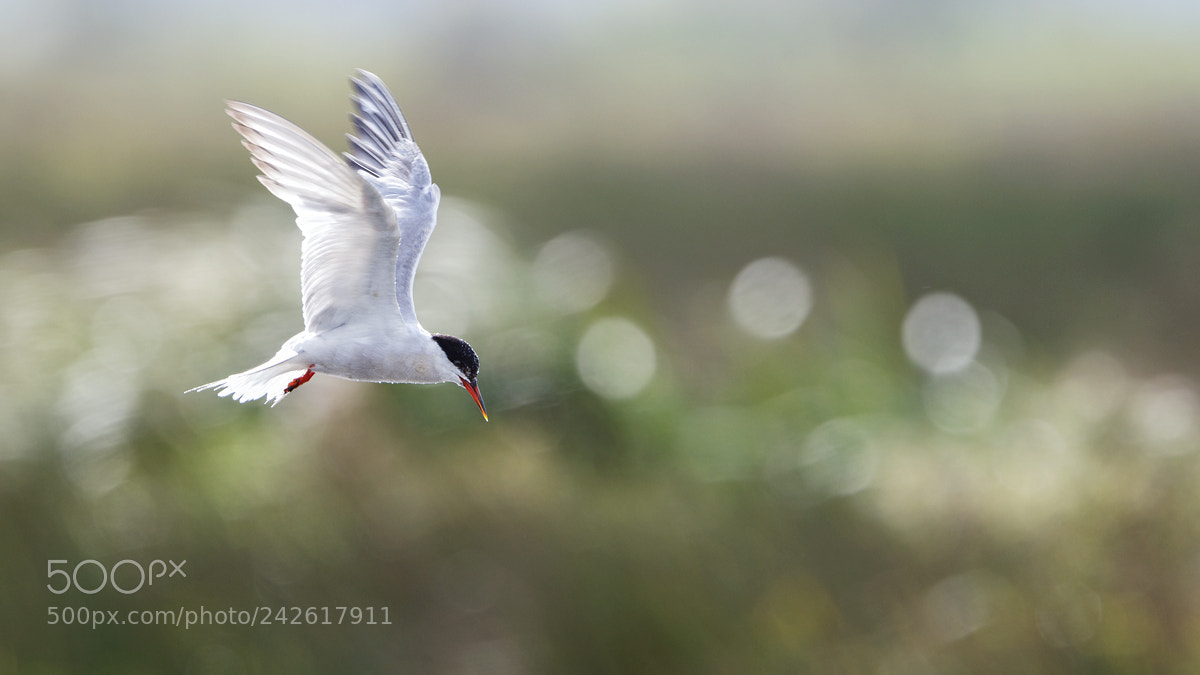 Canon EOS 7D Mark II sample photo. Common tern photography