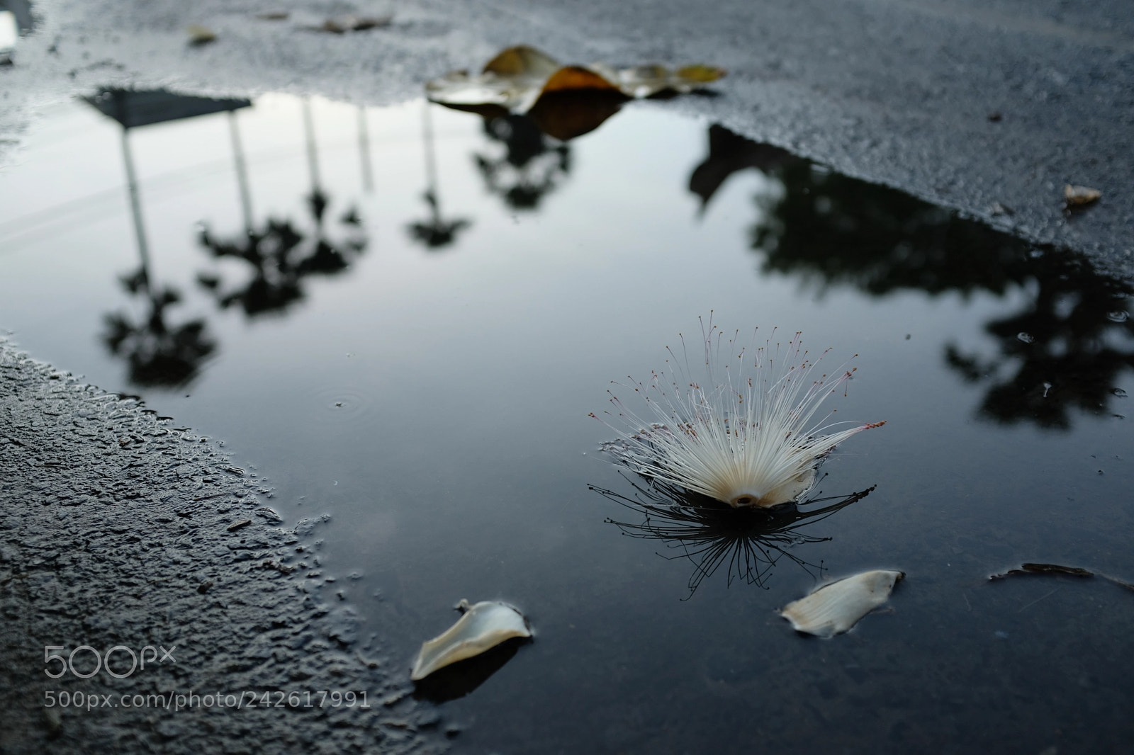 Fujifilm X100F sample photo. Untitled photography