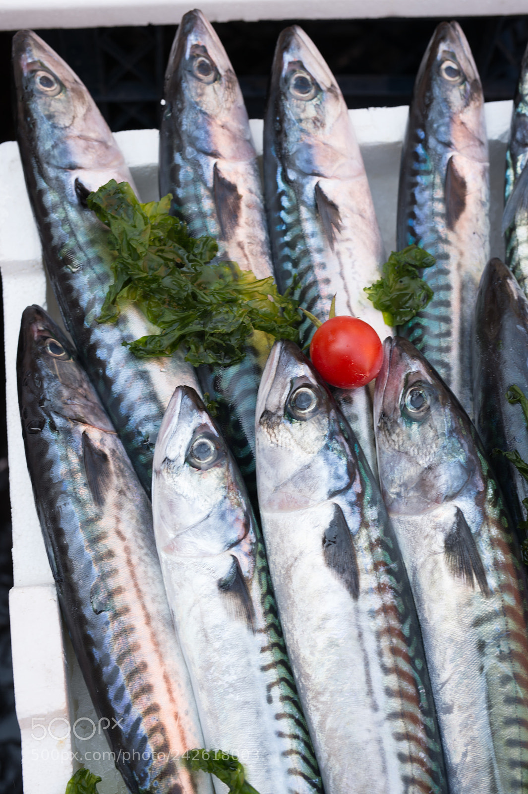 Nikon Df sample photo. Mackerels exposed in market photography