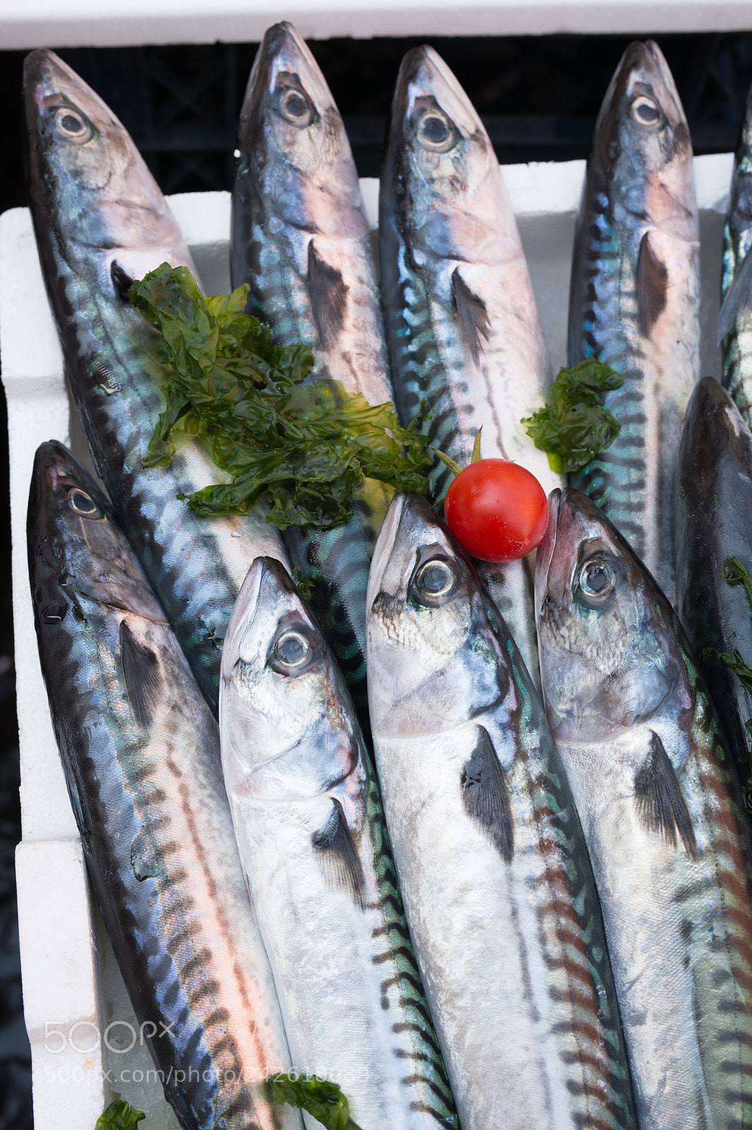 Nikon Df sample photo. Mackerels exposed in market photography
