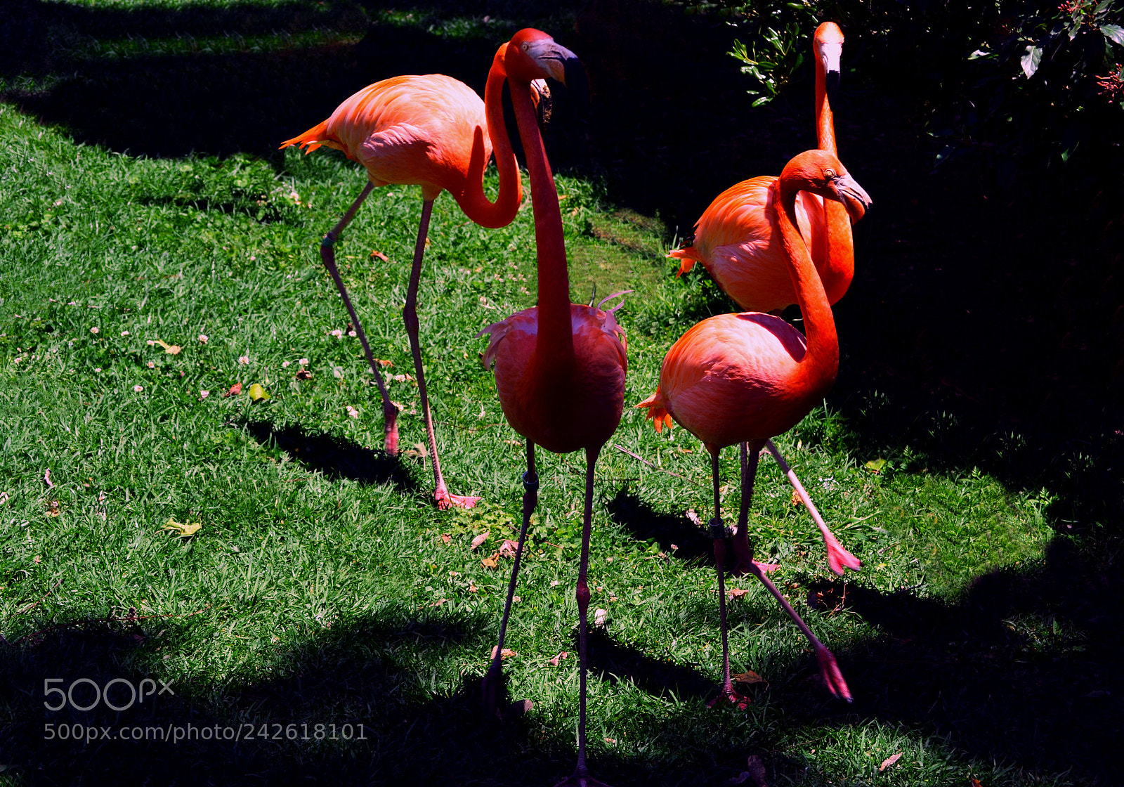 Nikon D3100 sample photo. Flamenco rosa photography