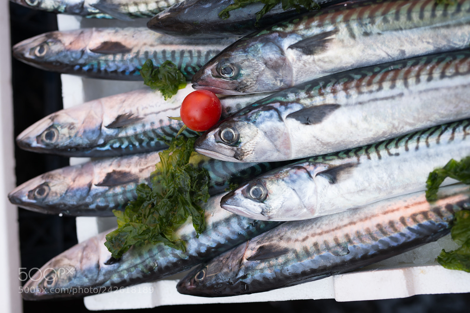 Nikon Df sample photo. Mackerels exposed in market photography