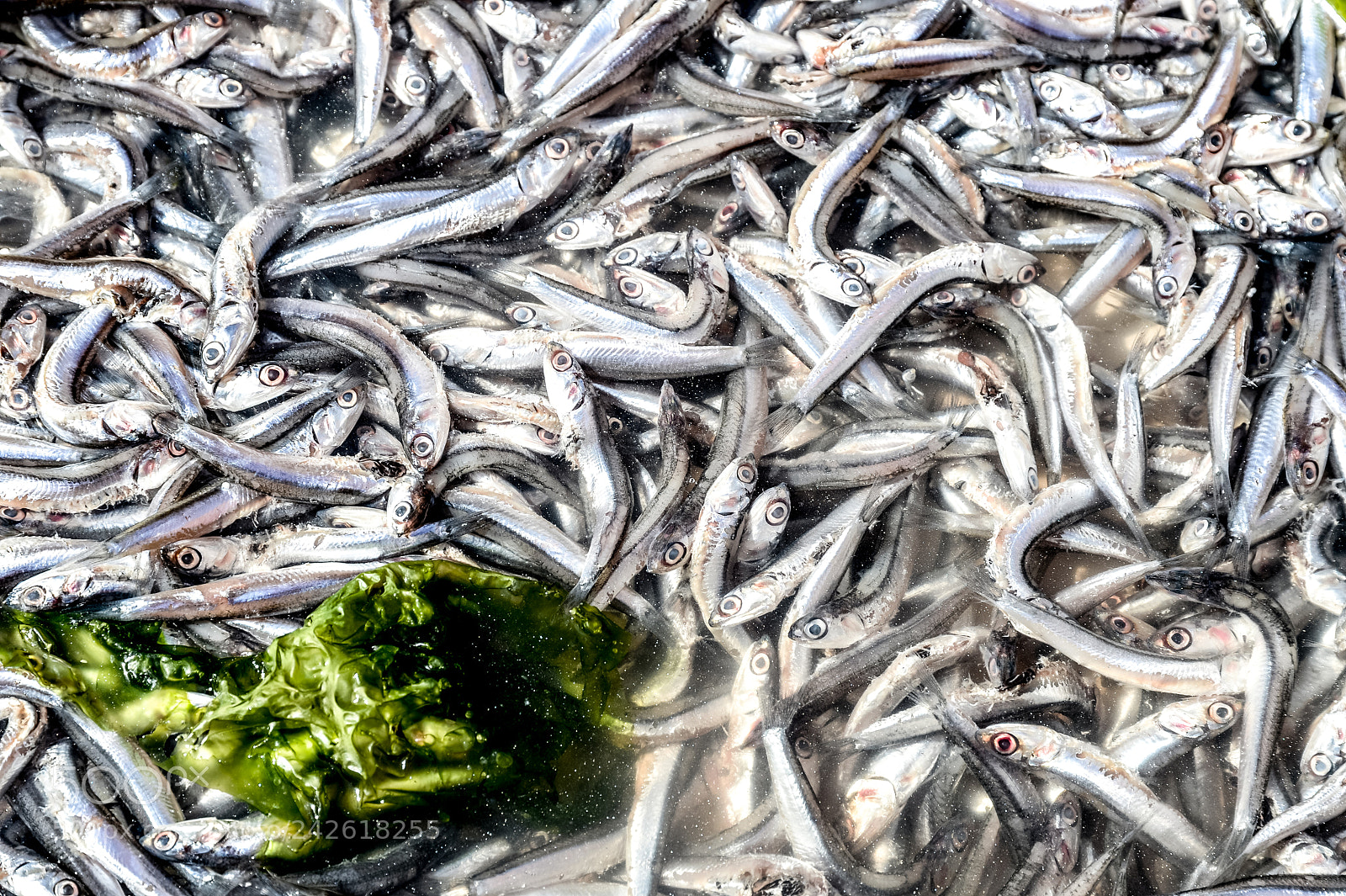 Nikon Df sample photo. Anchovies in market photography