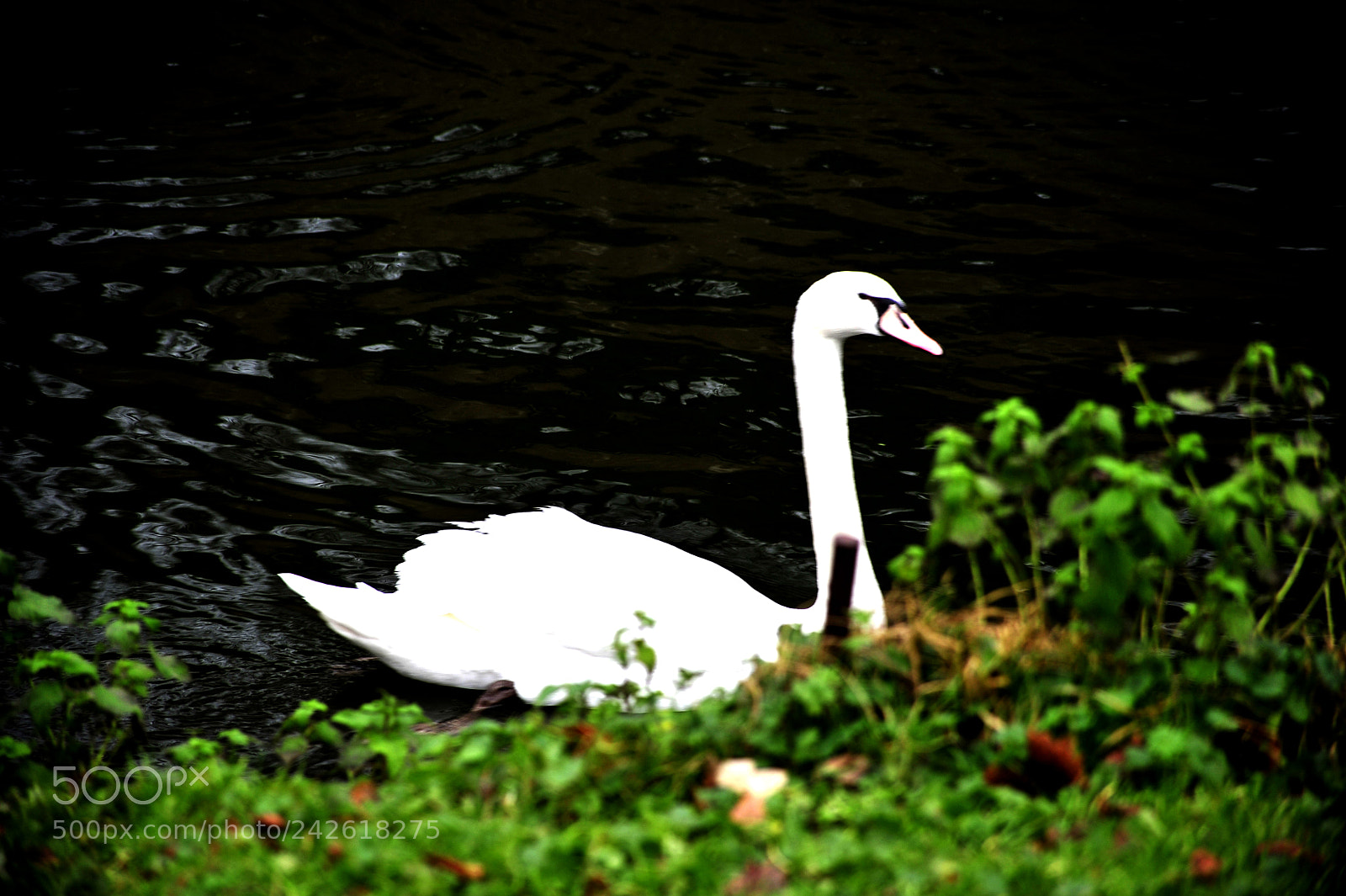 Nikon D700 sample photo. Cisne photography