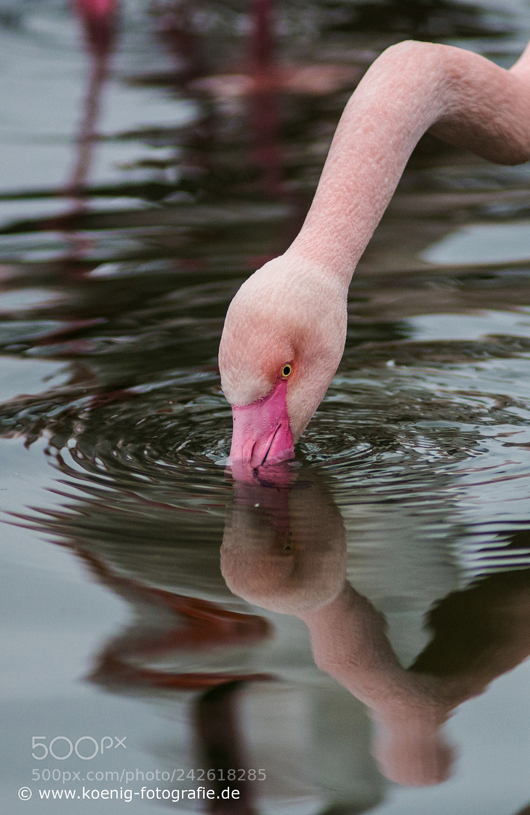Nikon D600 sample photo. Reflection photography