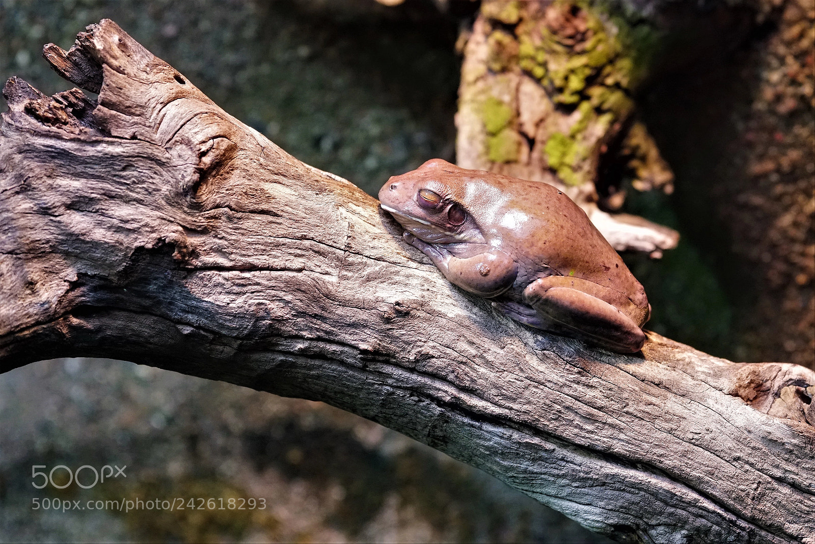 Sony a6500 sample photo. Portrait of a frog photography