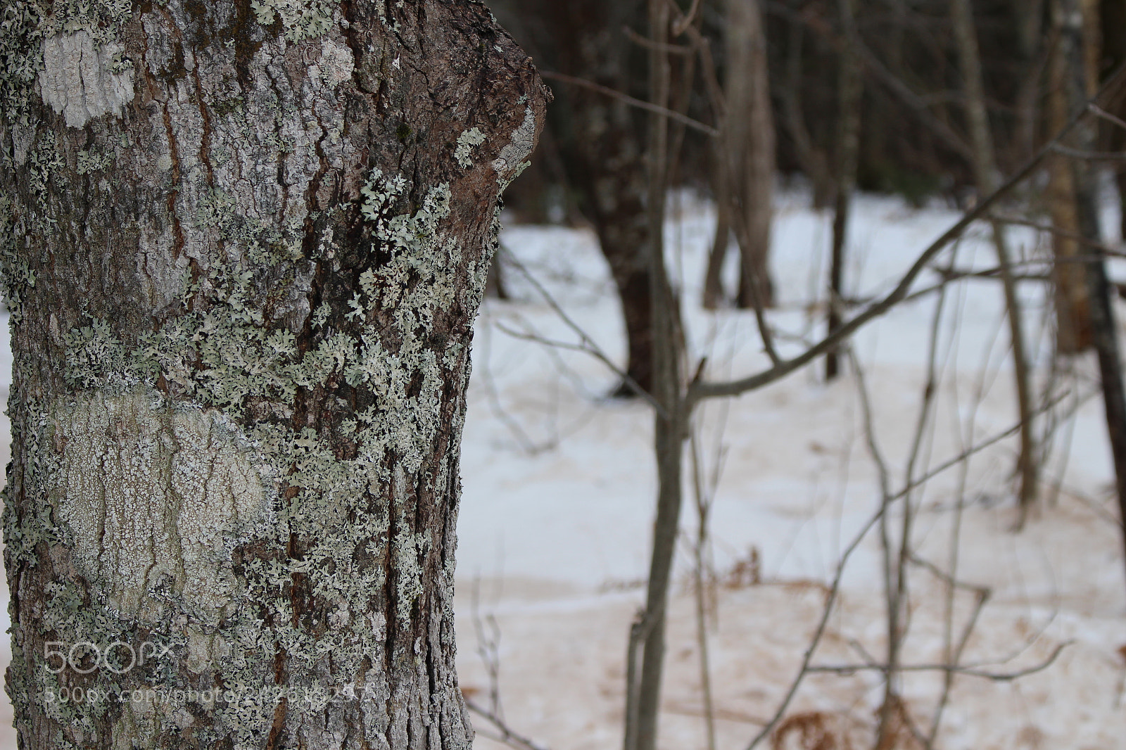 Canon EOS 100D (EOS Rebel SL1 / EOS Kiss X7) sample photo. Img photography