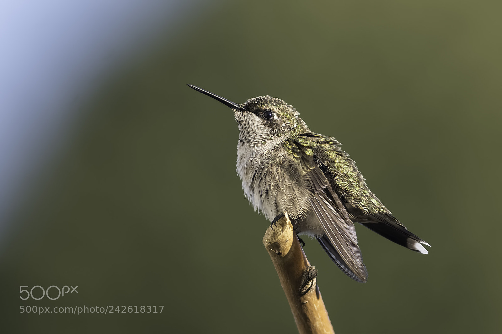 Nikon D7100 sample photo. Morning fluff photography