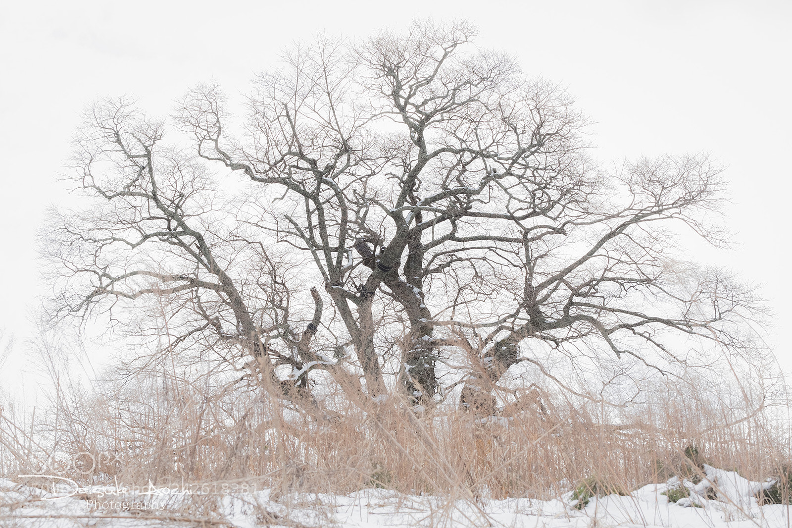 Fujifilm X-T2 sample photo. Wait for spring to photography
