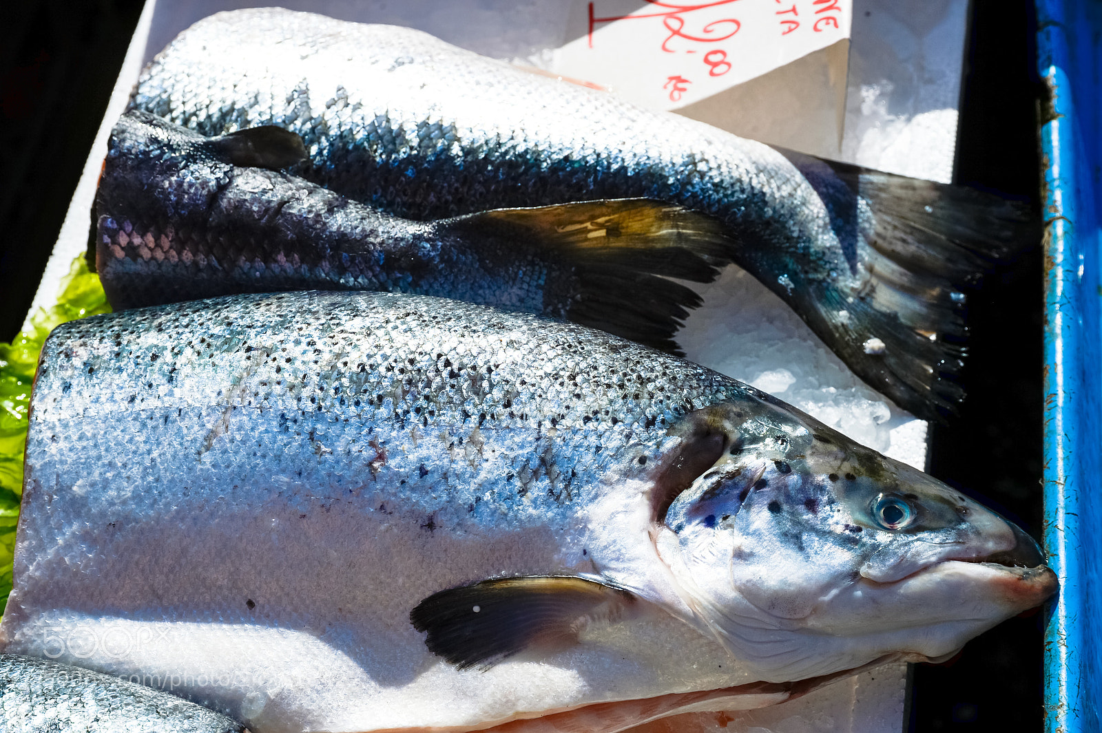Nikon Df sample photo. Salmon in market photography