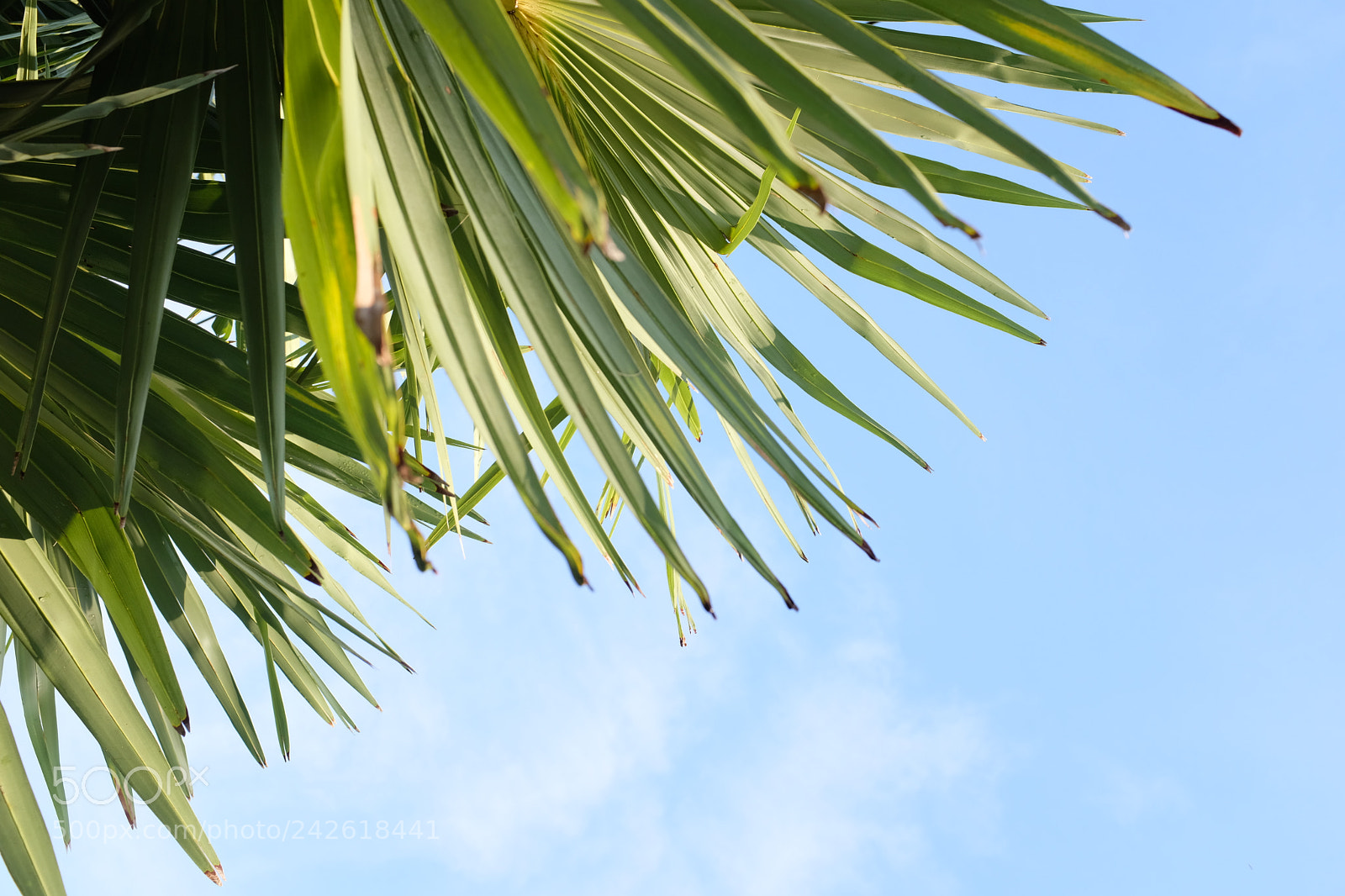Fujifilm X100F sample photo. Untitled photography