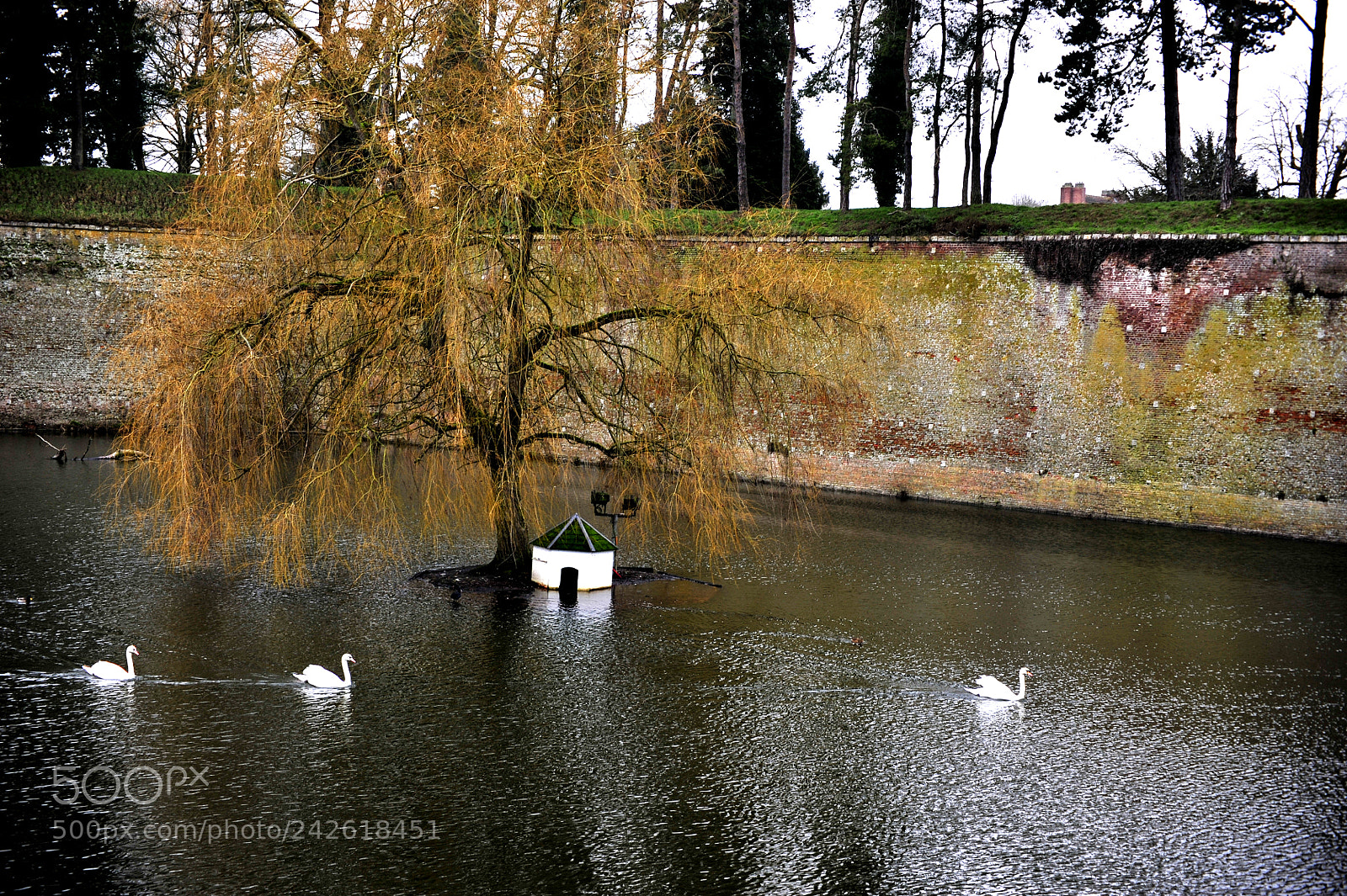 Nikon D700 sample photo. A pond with swans photography