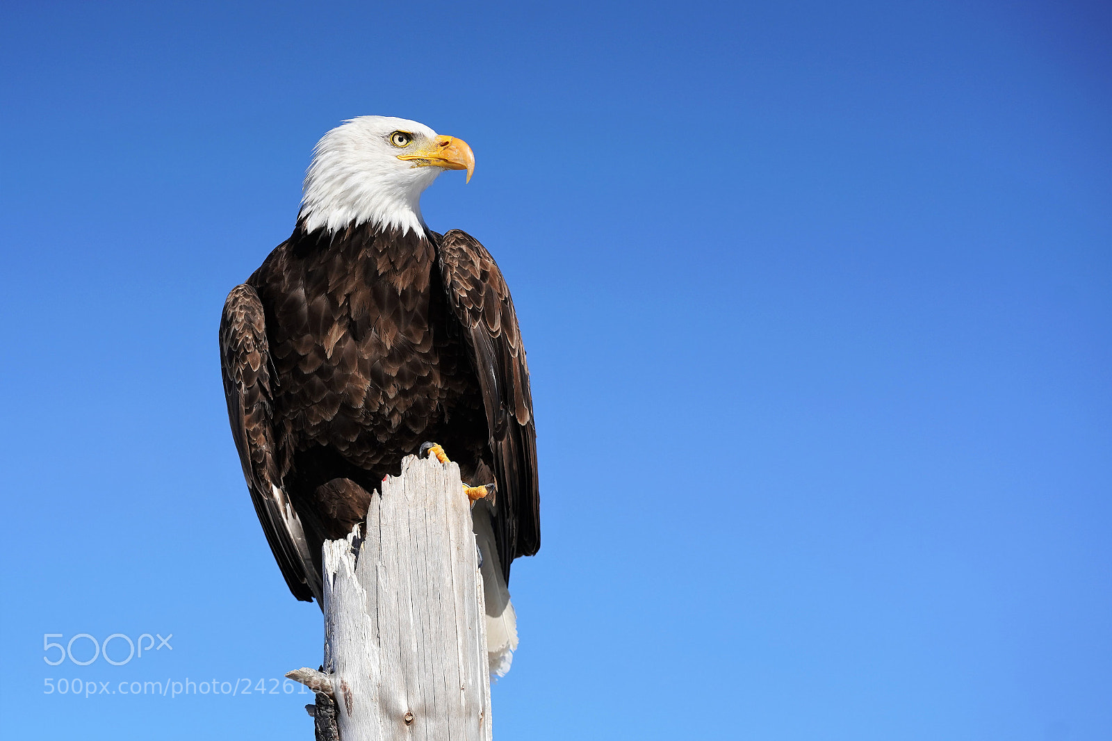 Sony a9 sample photo. Bald eagle photography