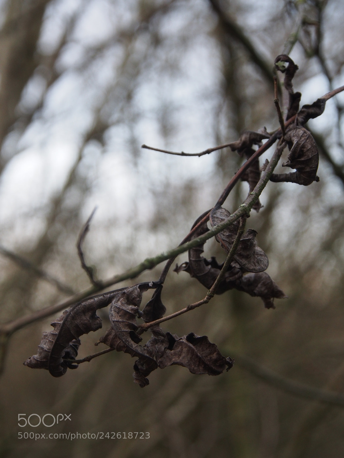 Olympus OM-D E-M5 sample photo. Manual focus fun. photography