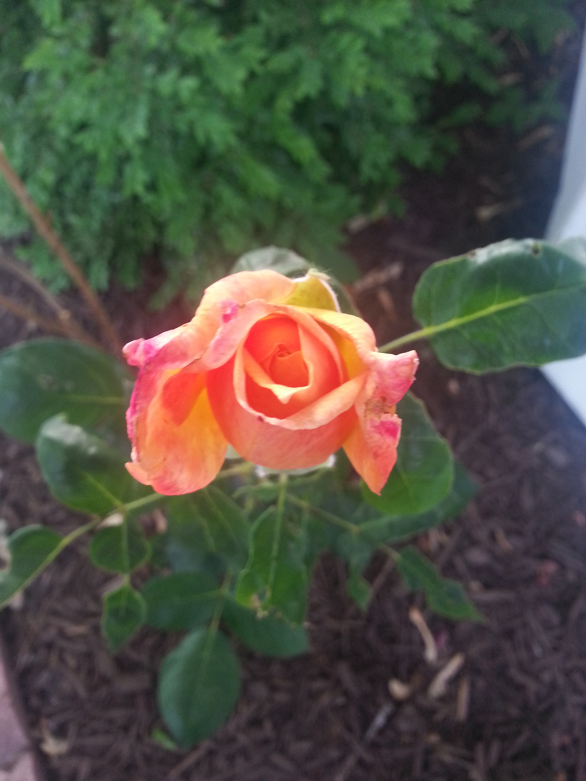 Samsung SGH-I317 sample photo. The rose photography