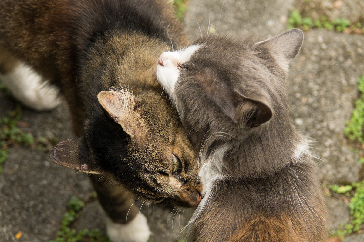 Samsung NX10 sample photo. Friendship photography
