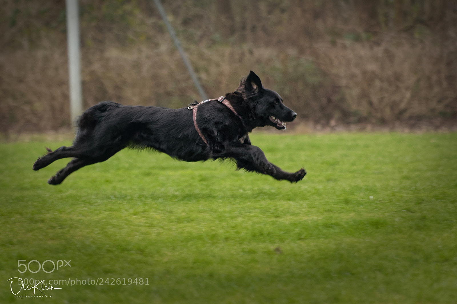 Canon EOS 7D Mark II sample photo. Running dog photography