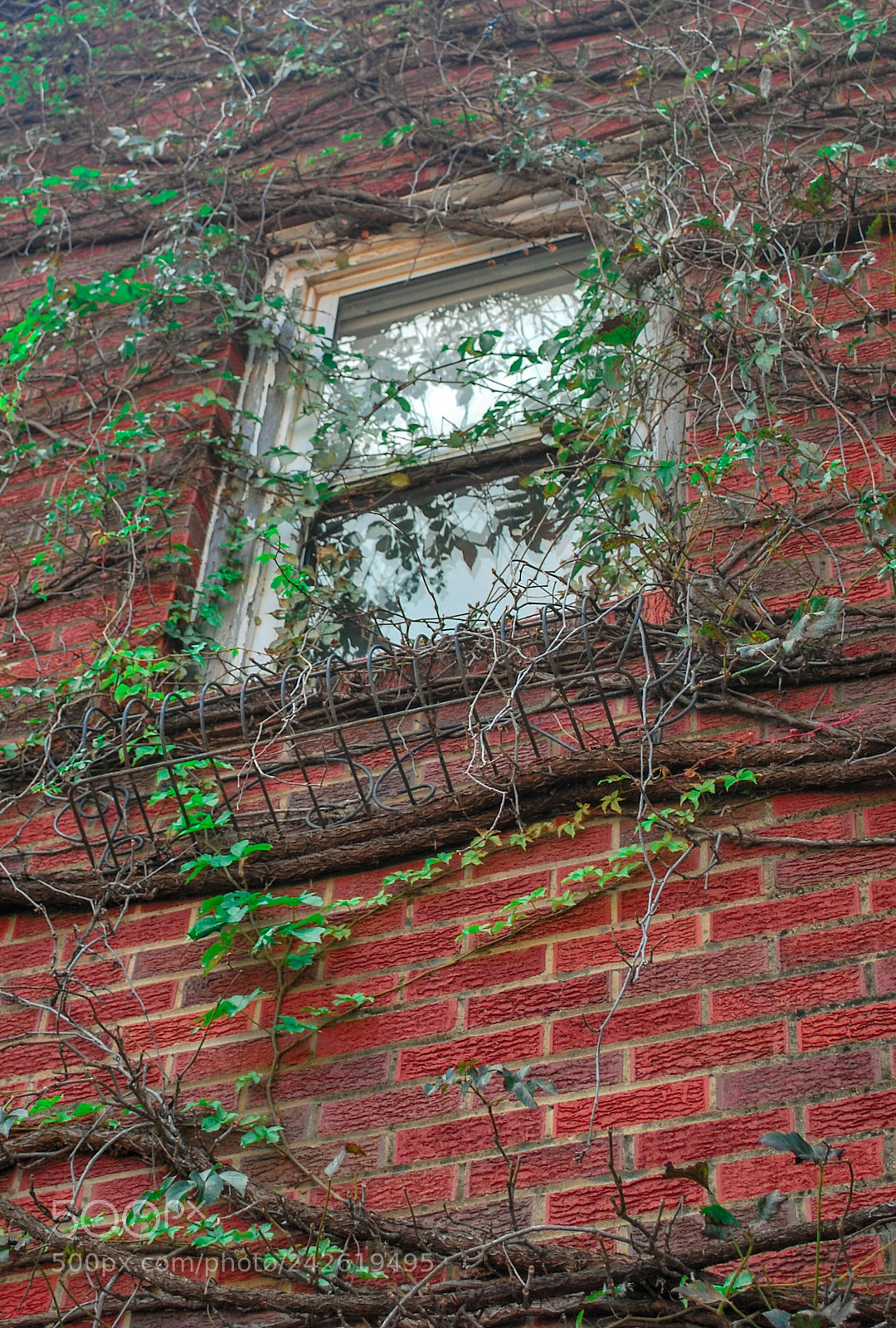 Nikon D60 sample photo. Abandoned and overgrown photography