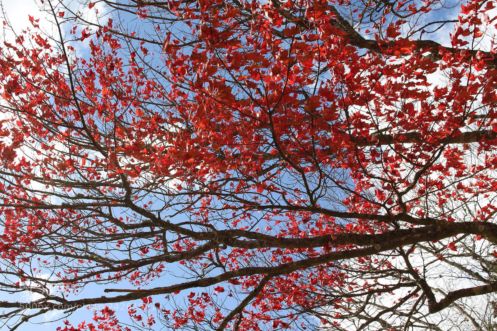 Canon EOS 700D (EOS Rebel T5i / EOS Kiss X7i) sample photo. Blossom photography