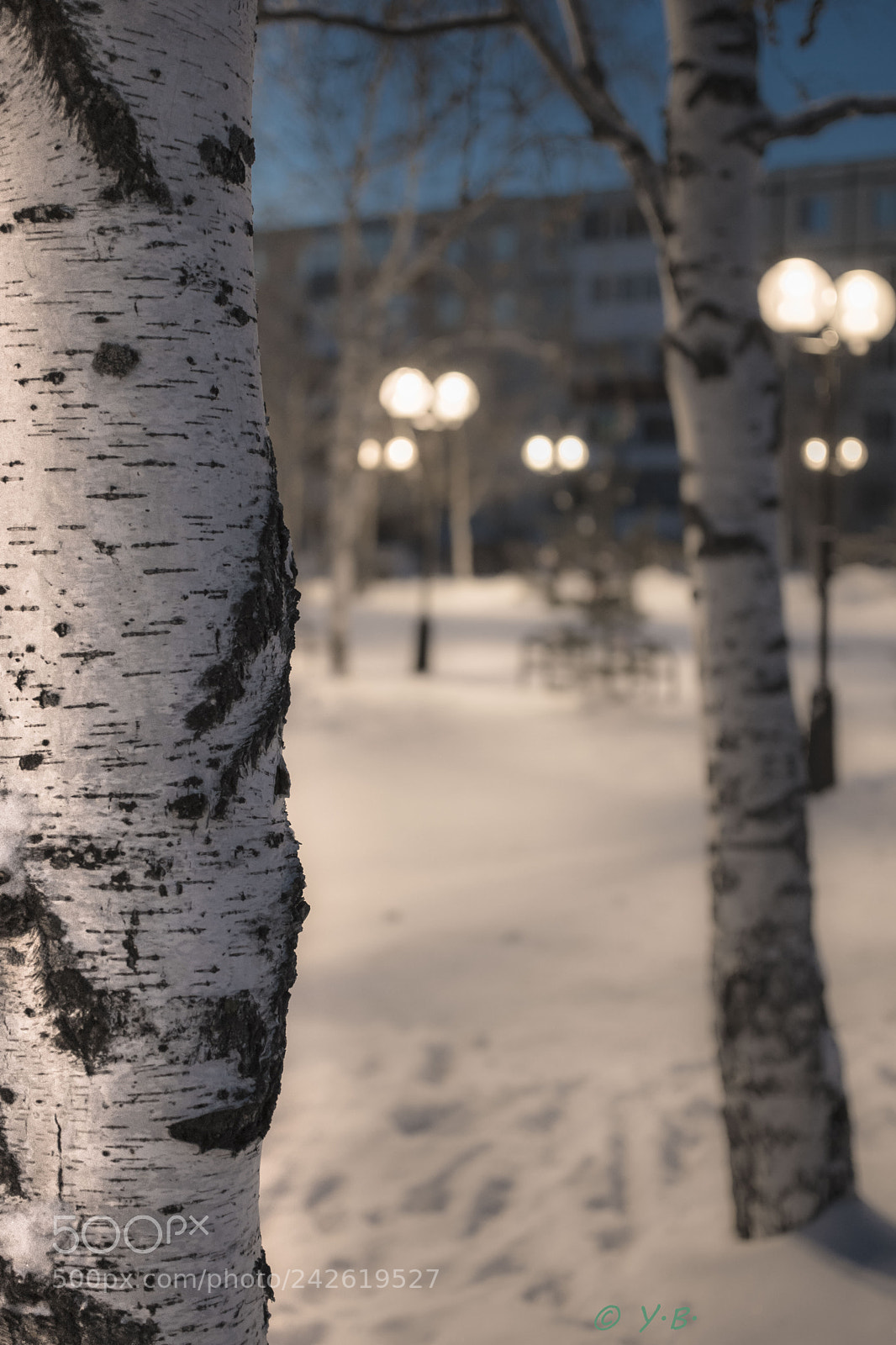 Pentax K-70 sample photo. Birch of winter evening photography