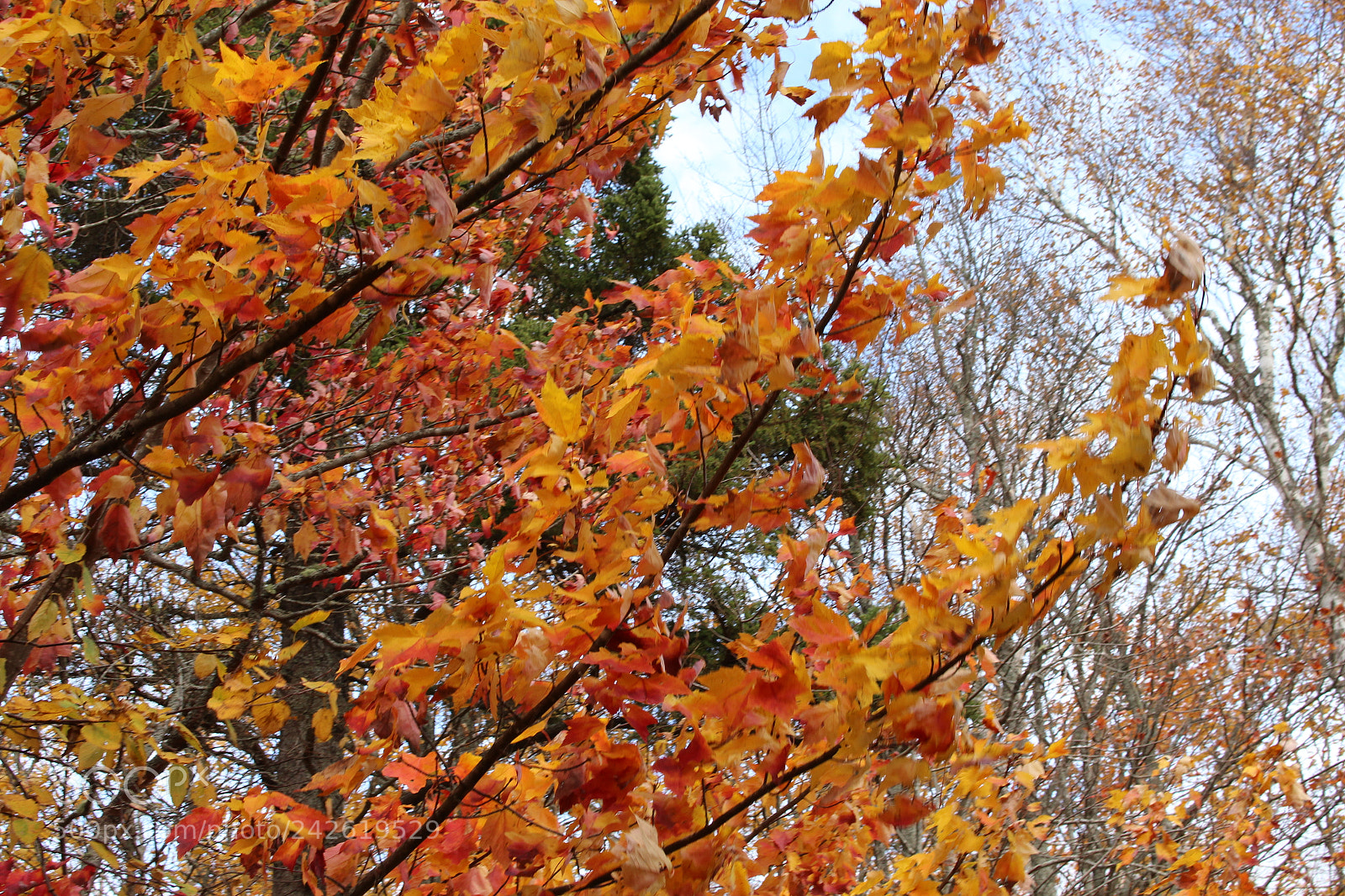 Canon EOS 700D (EOS Rebel T5i / EOS Kiss X7i) sample photo. (fall)in for you photography