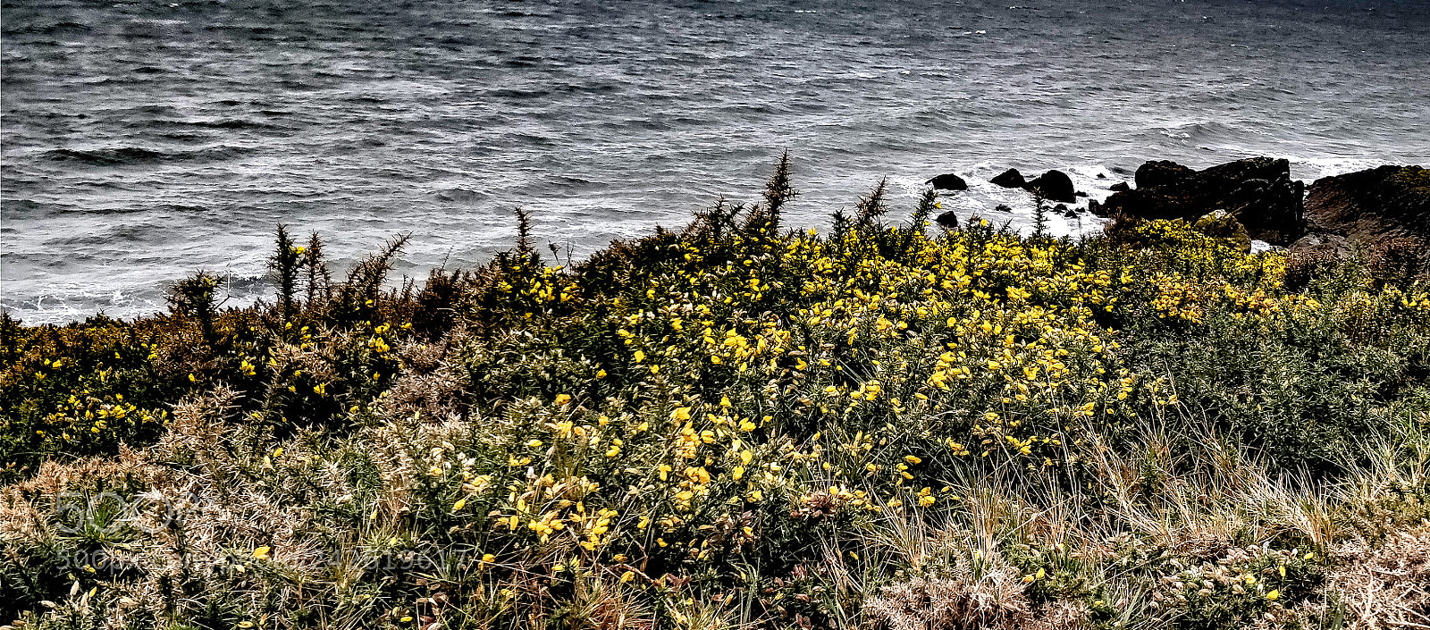 OnePlus 5T sample photo. Gorse among the waves photography
