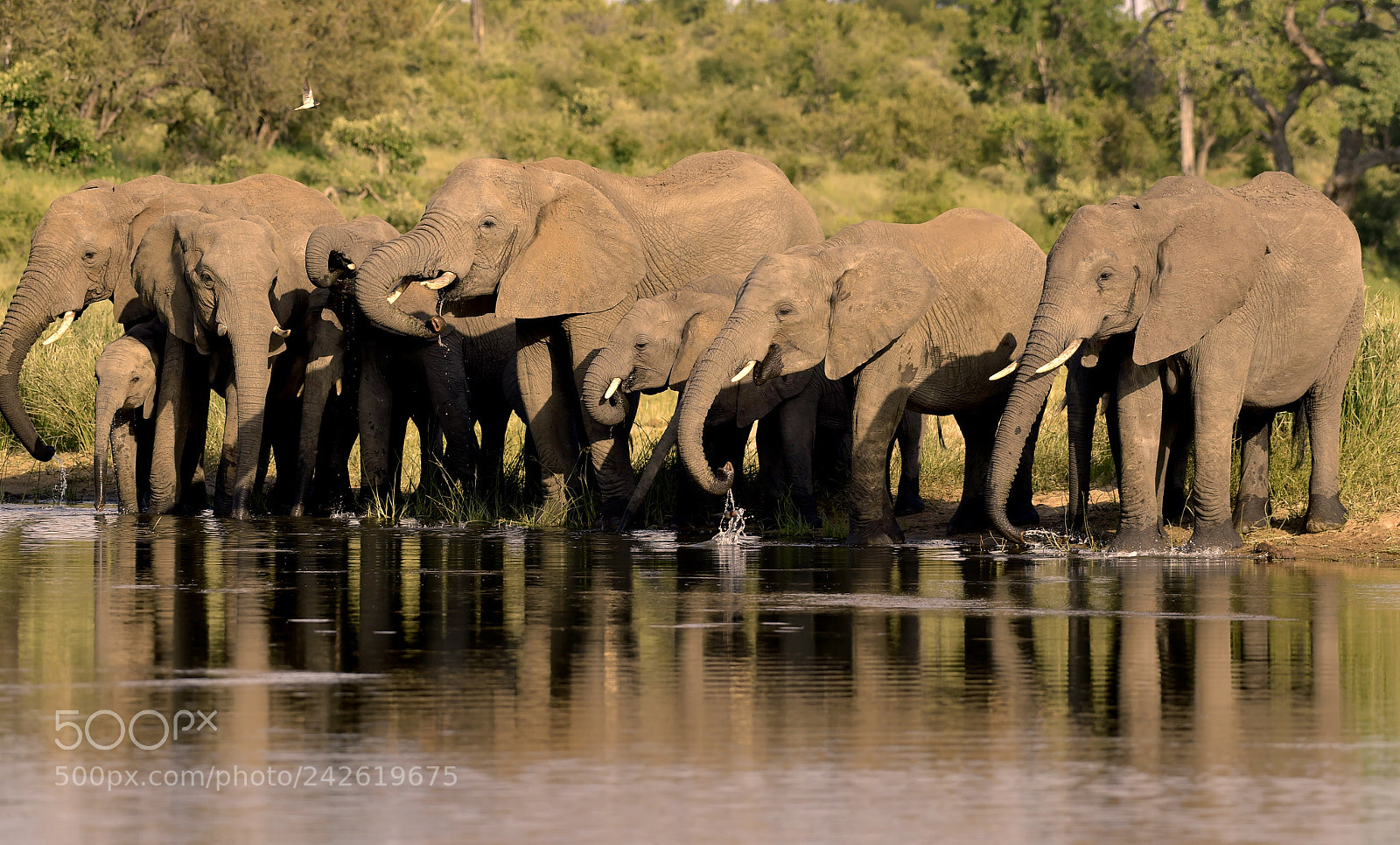 Nikon D4S sample photo. Drinking elephants photography