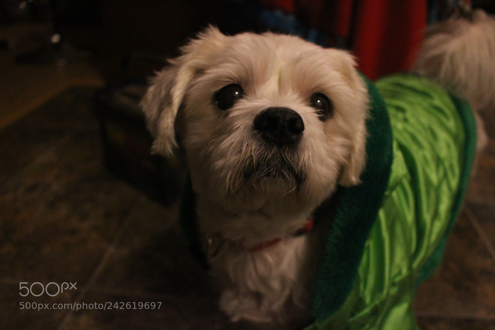 Canon EOS 100D (EOS Rebel SL1 / EOS Kiss X7) sample photo. Mans best friend photography