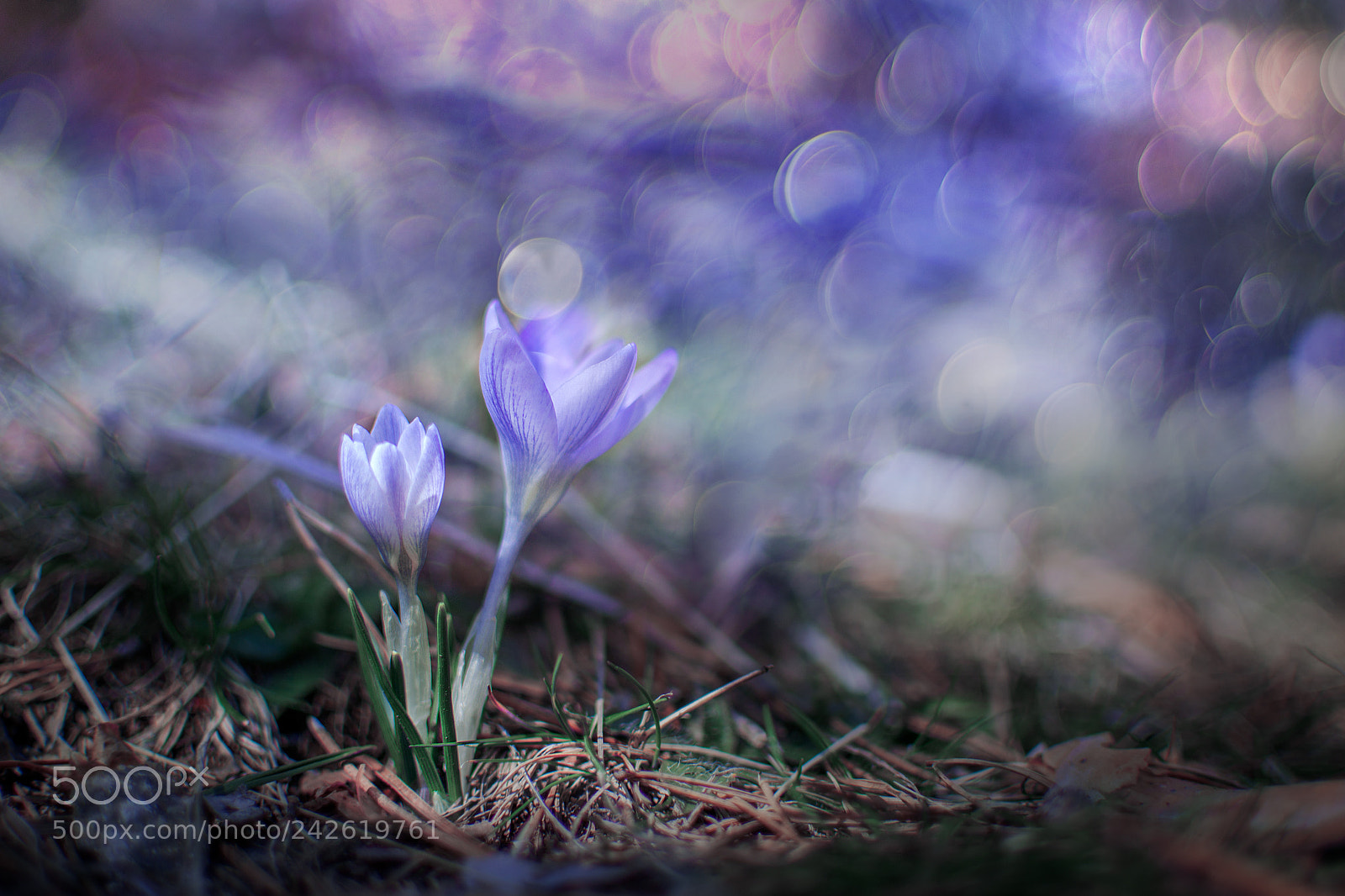 Nikon D3100 sample photo. Purple photography