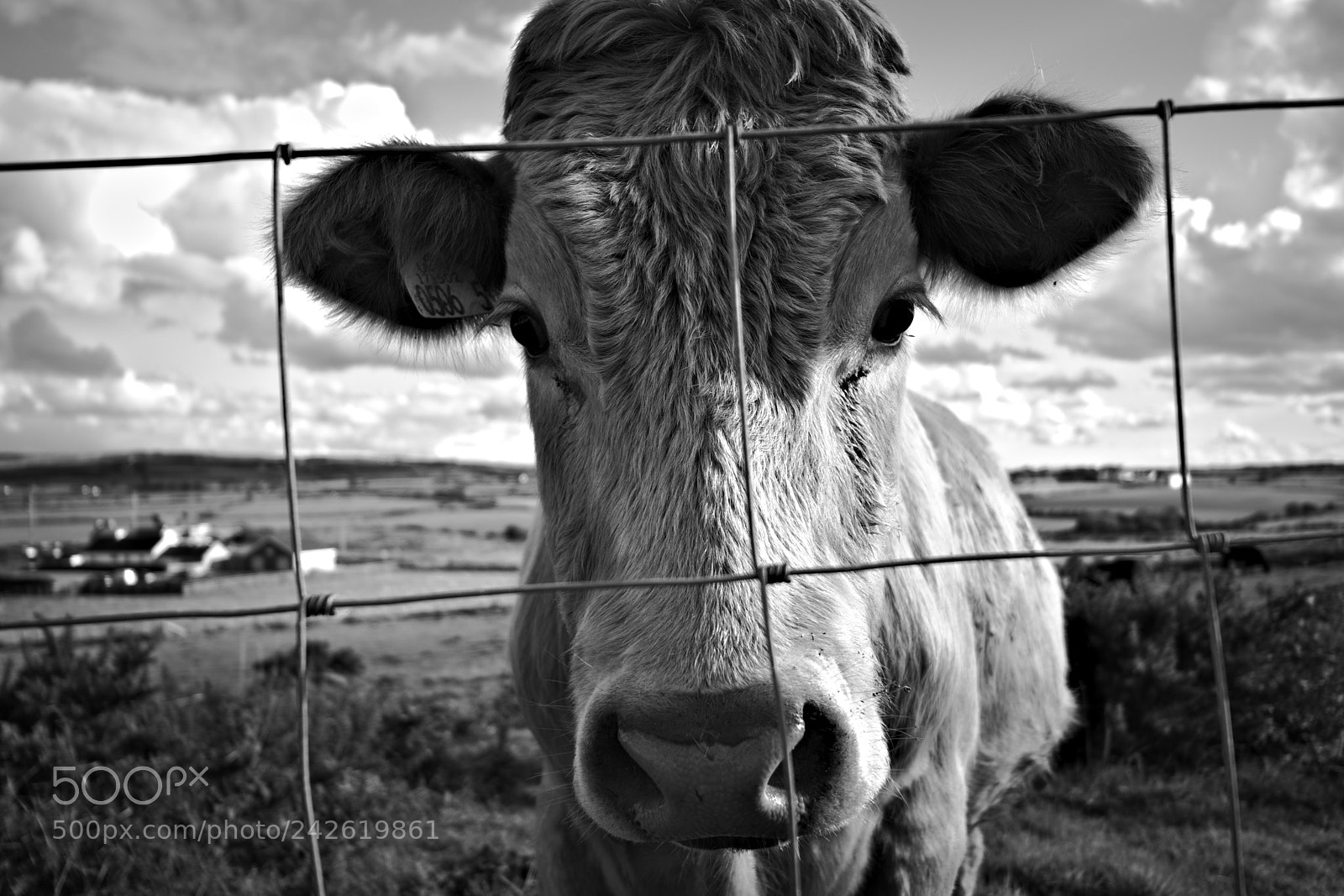 Nikon D7200 sample photo. Little cow portrait northern photography
