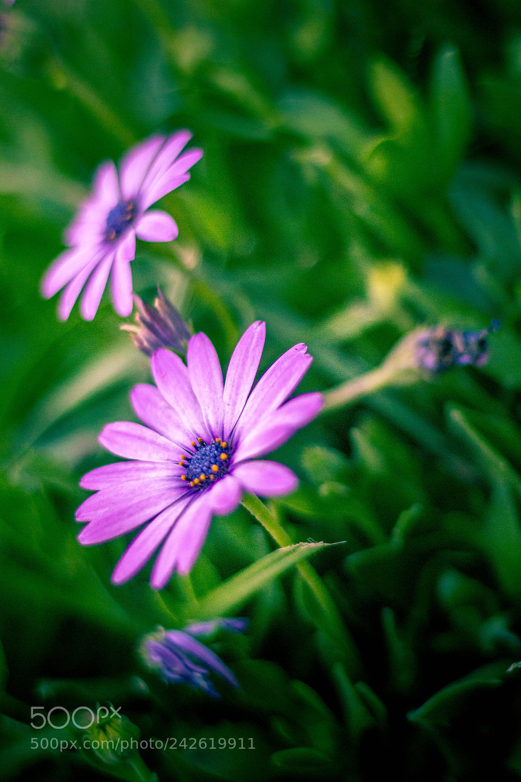 Canon EOS 550D (EOS Rebel T2i / EOS Kiss X4) sample photo. Flower pair photography