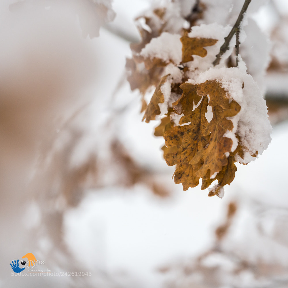 Olympus OM-D E-M1 Mark II sample photo. A little winterleaf ... photography