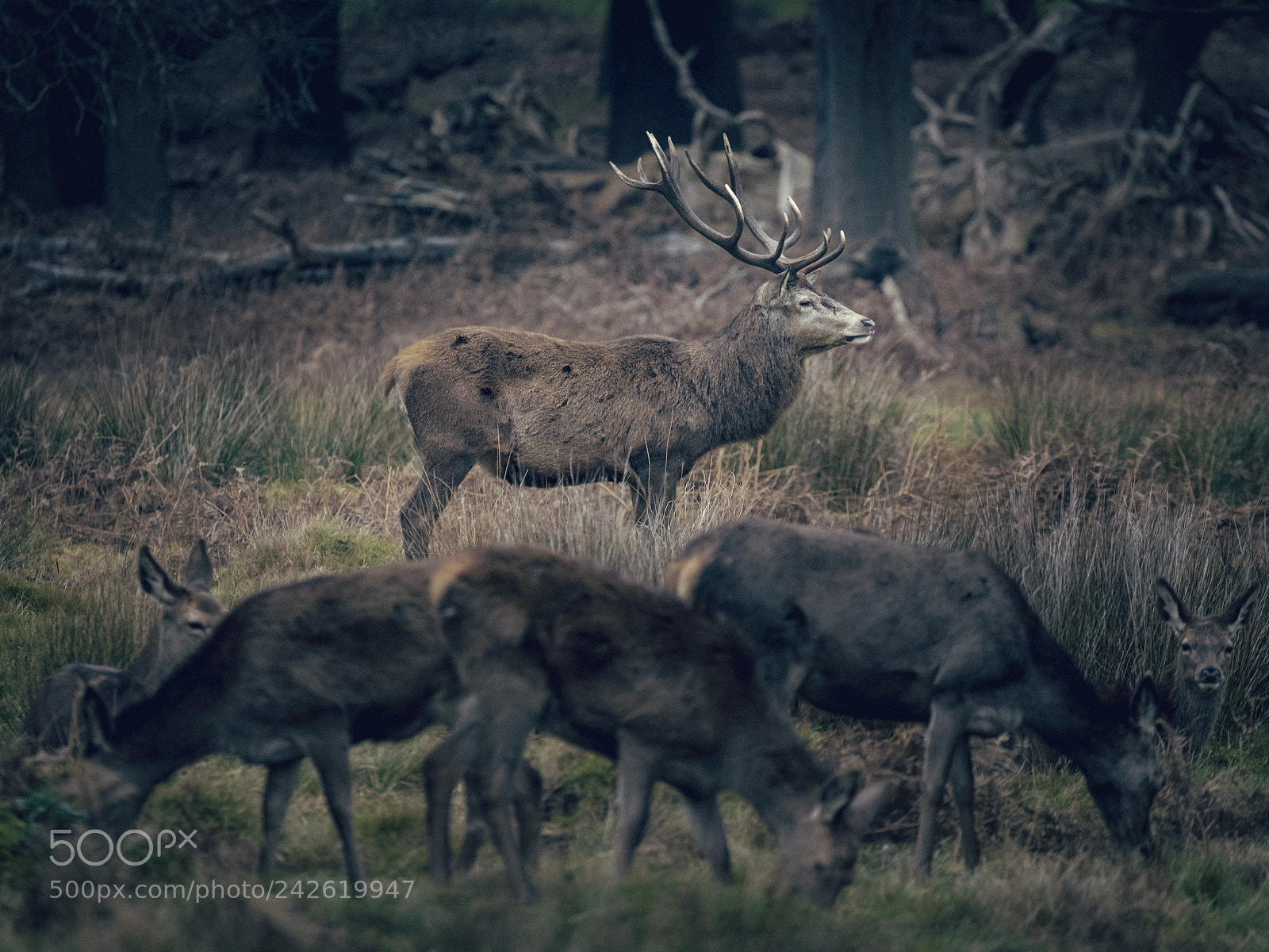Canon EOS 6D Mark II sample photo. Richmond park stag #2 photography