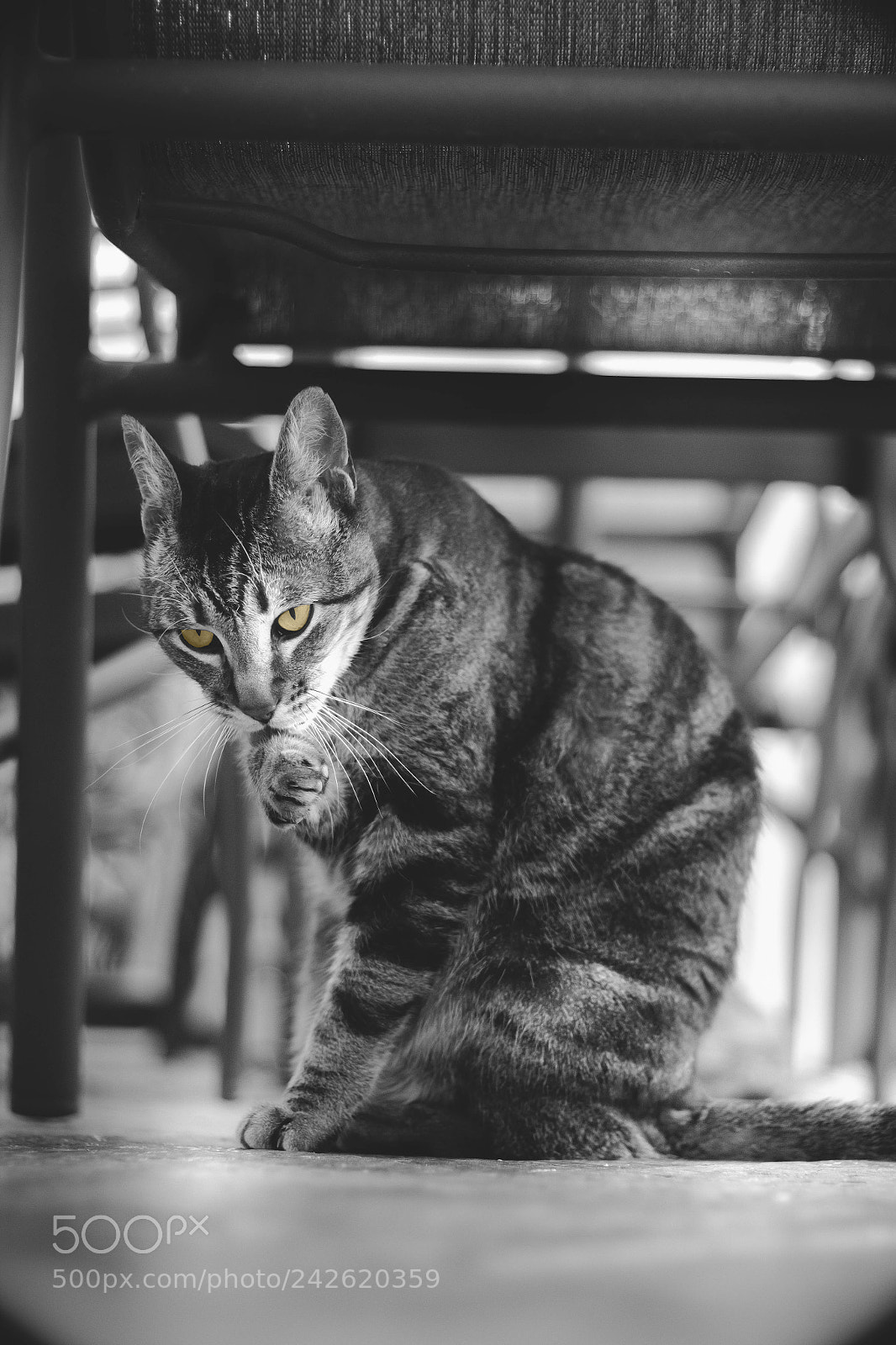 Canon EOS 550D (EOS Rebel T2i / EOS Kiss X4) sample photo. Hunter eyes photography