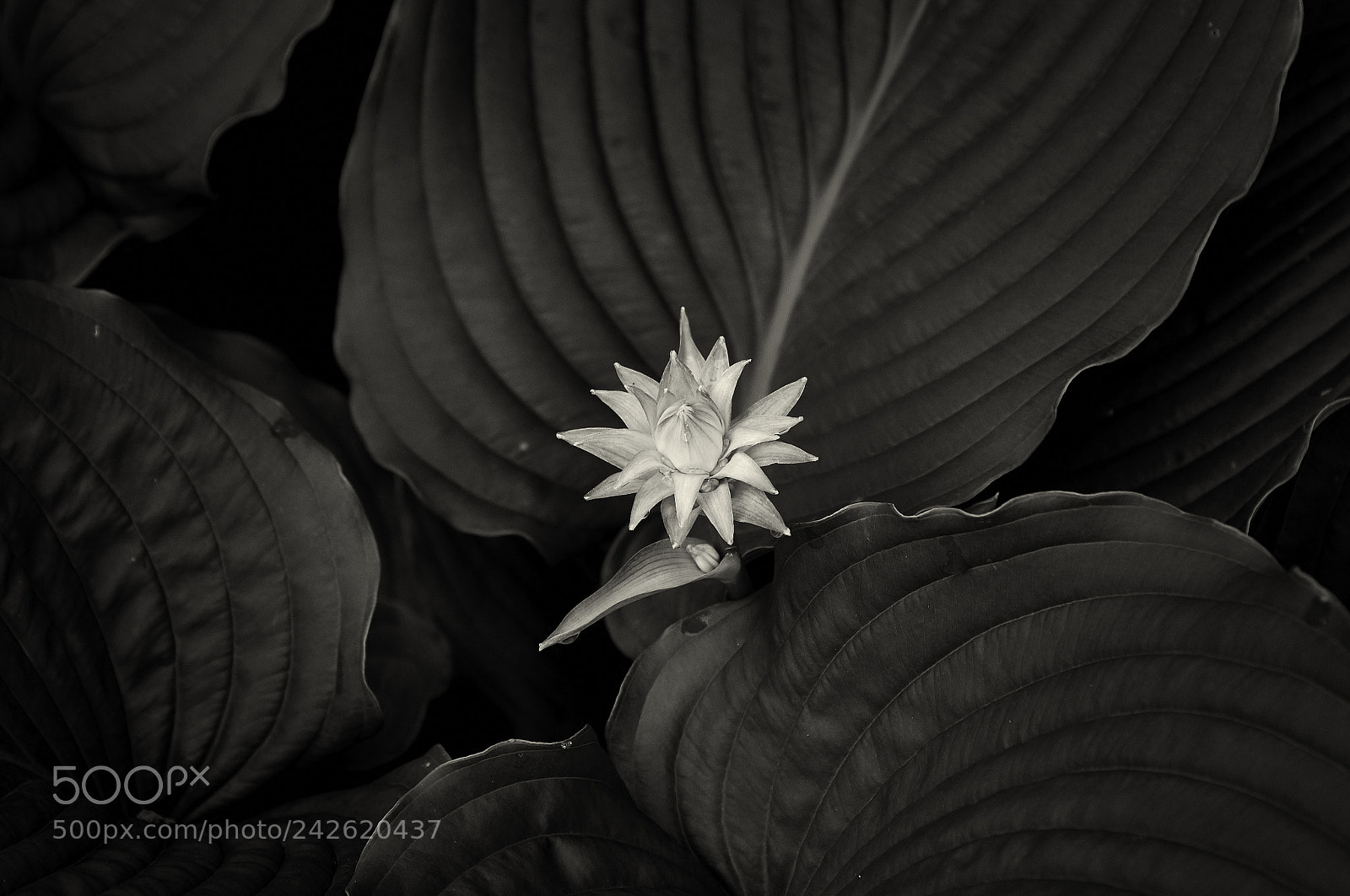 Nikon D90 sample photo. Bloom photography