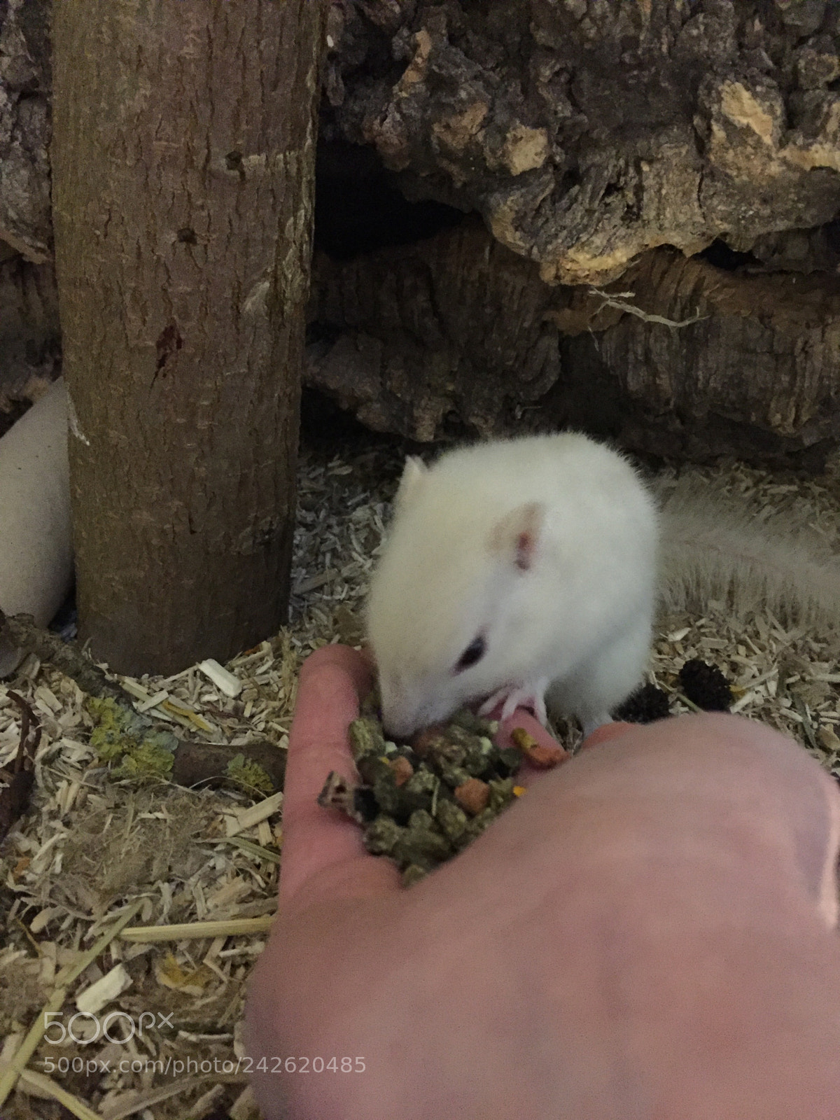 Apple iPhone 6 sample photo. A white chipmunk photography