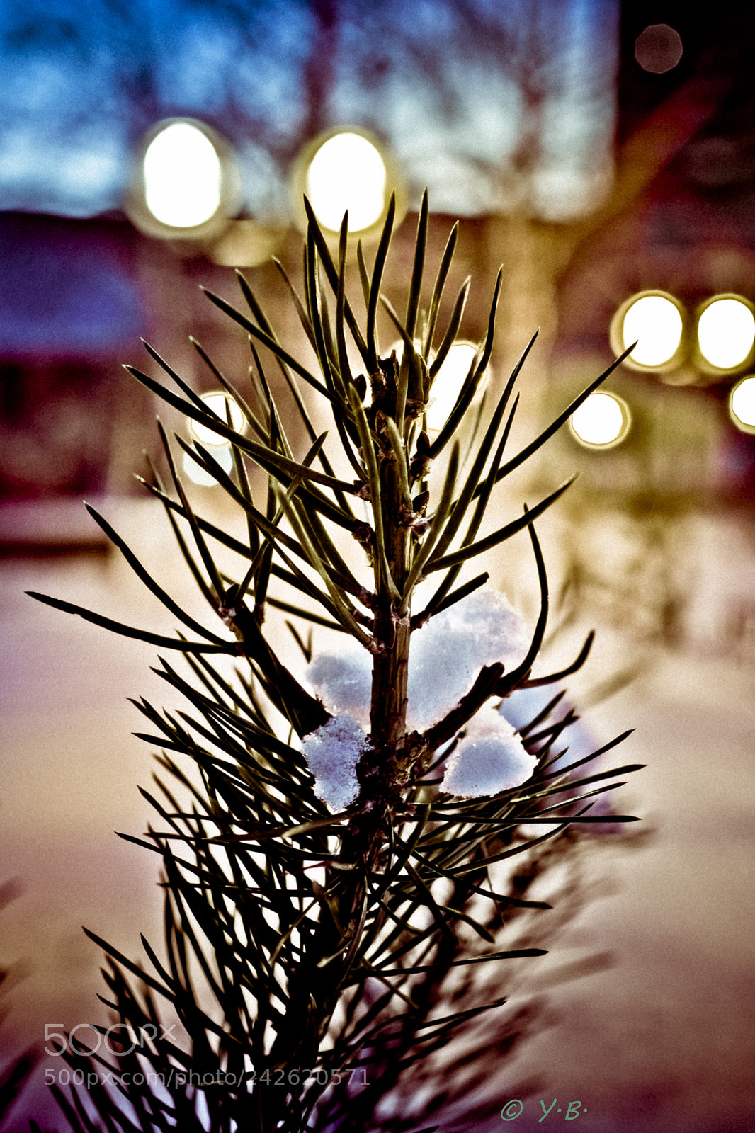 Pentax K-70 sample photo. Sprig of pine in photography