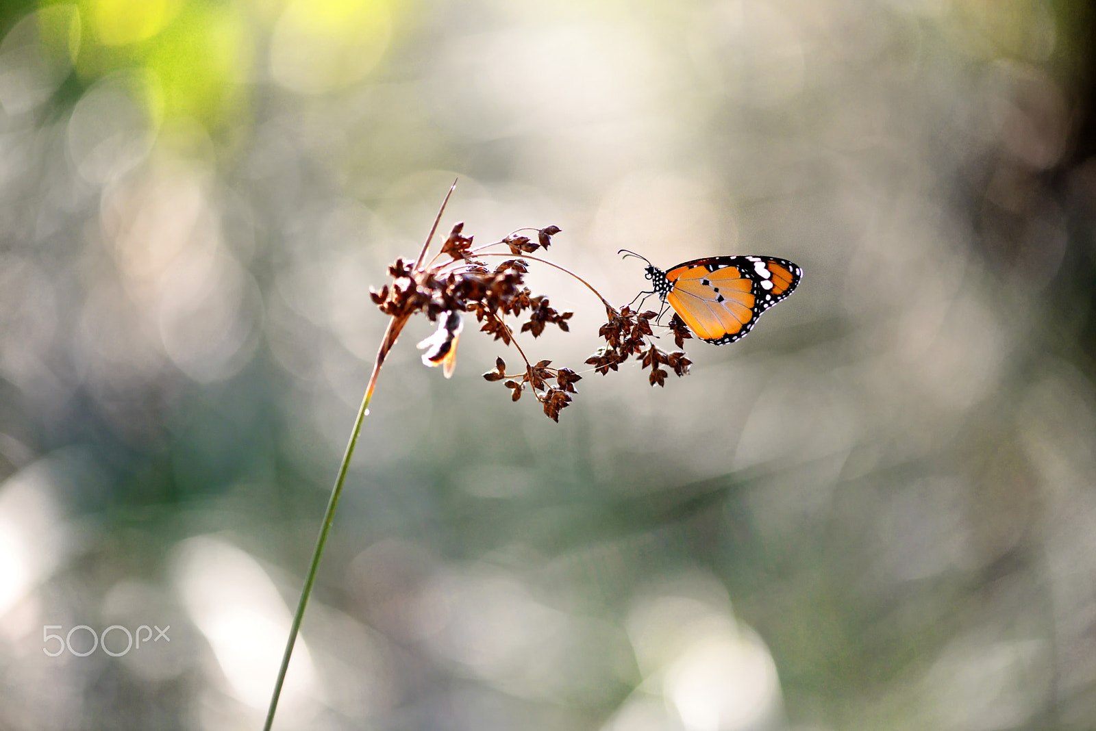 Nikon AF-S Micro-Nikkor 105mm F2.8G IF-ED VR sample photo. Alone photography