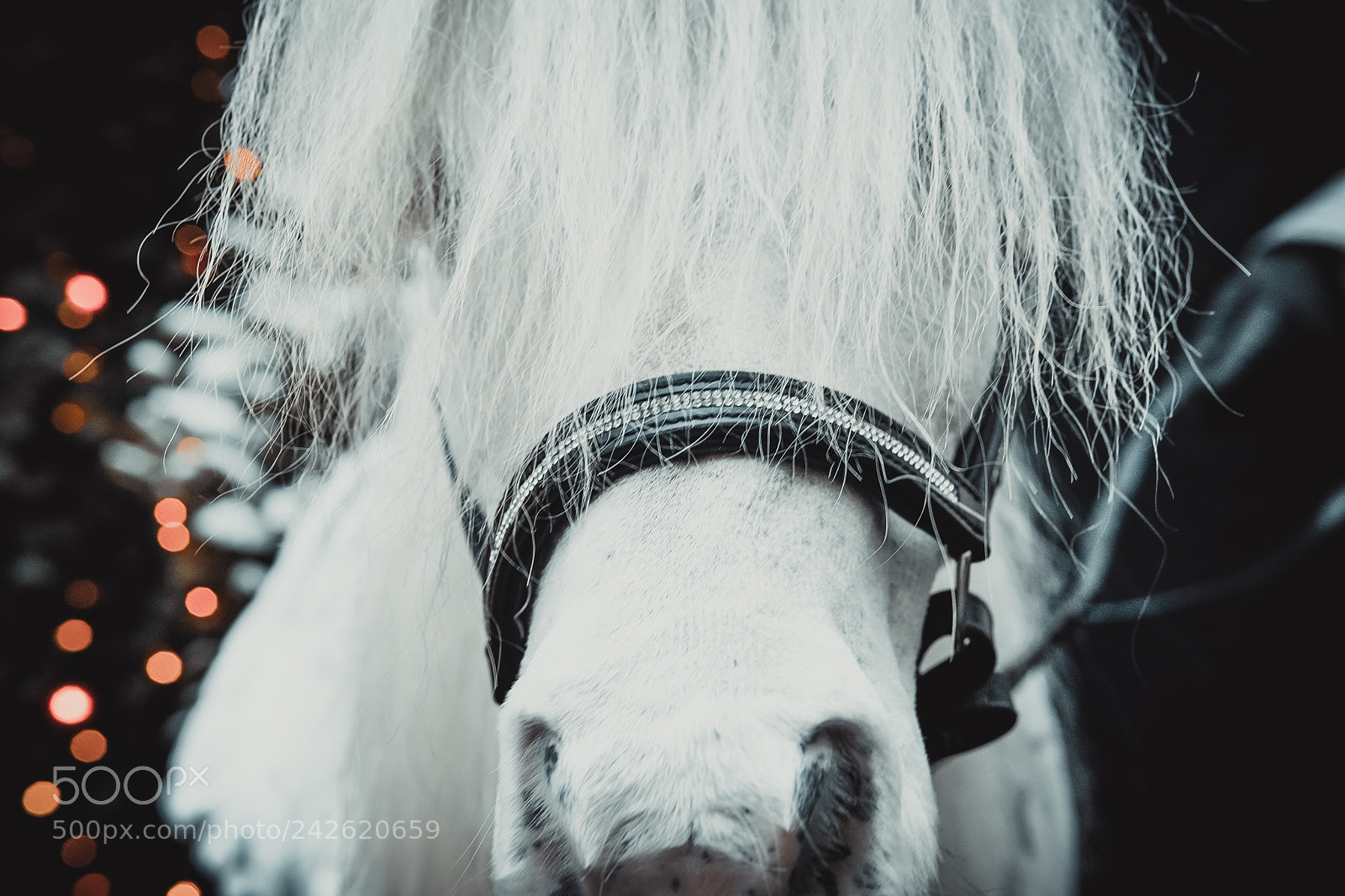 Sony a6500 sample photo. Moscow, pony photography