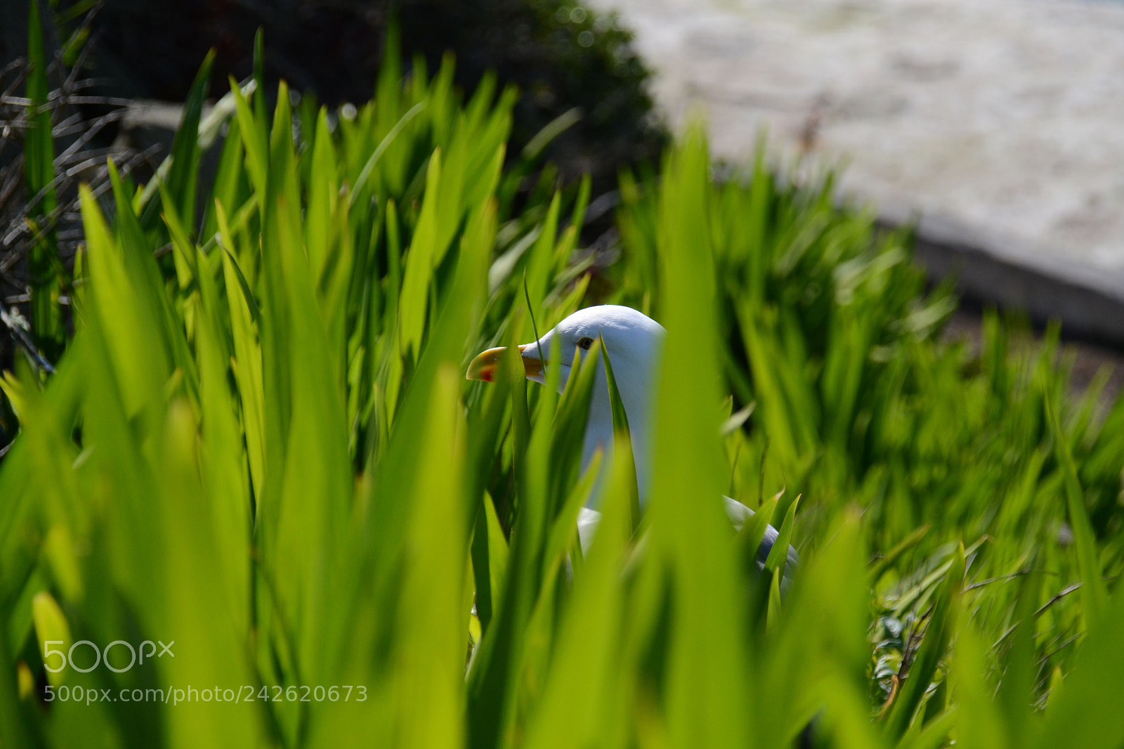 Nikon D3100 sample photo. Hide and seek photography