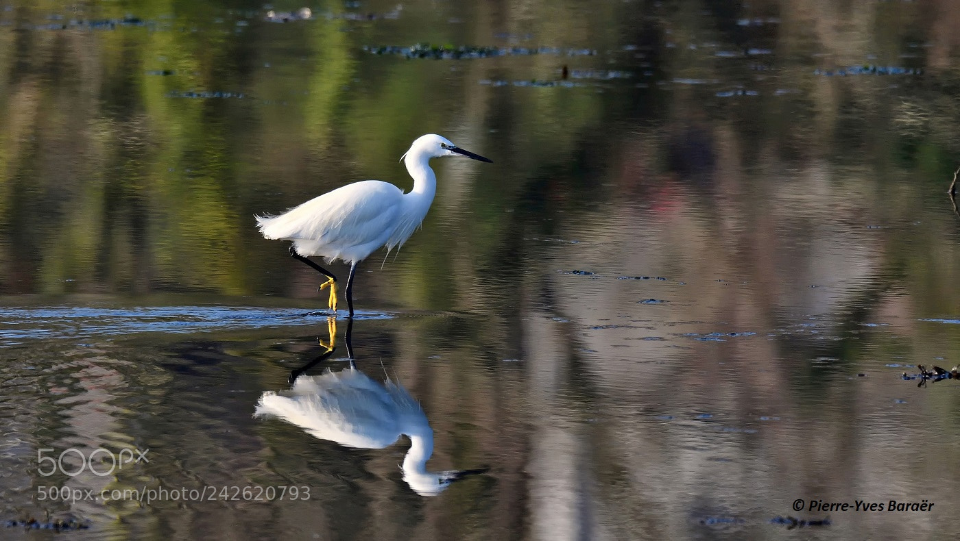Nikon D500 sample photo. Reflections at the pond photography